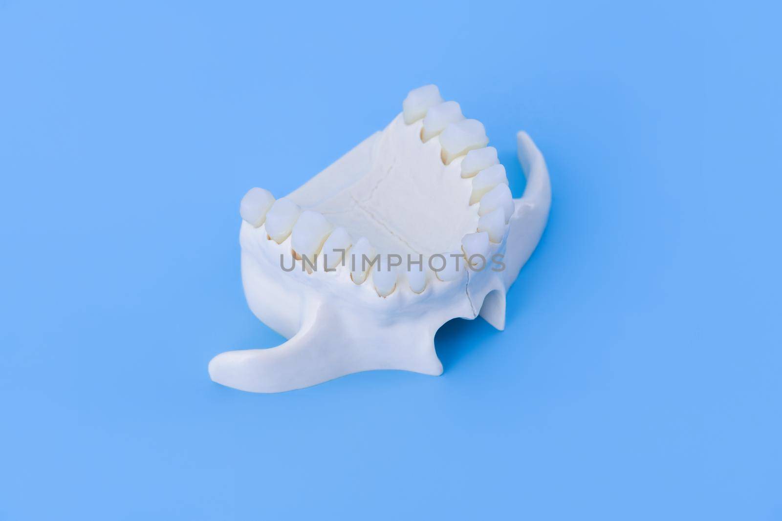 Upper human jaw with teeth by dotshock