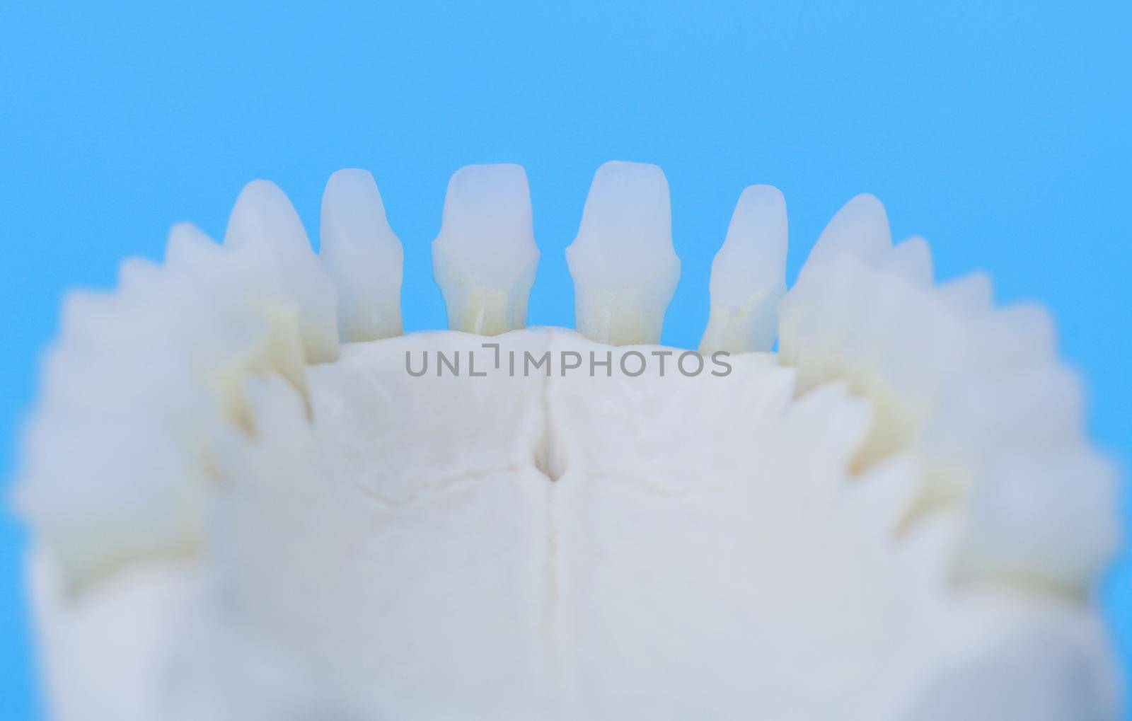 Lower human jaw with teeth anatomy model medical illustration isolated on blue background. Healthy teeth, dental care and orthodontic concept