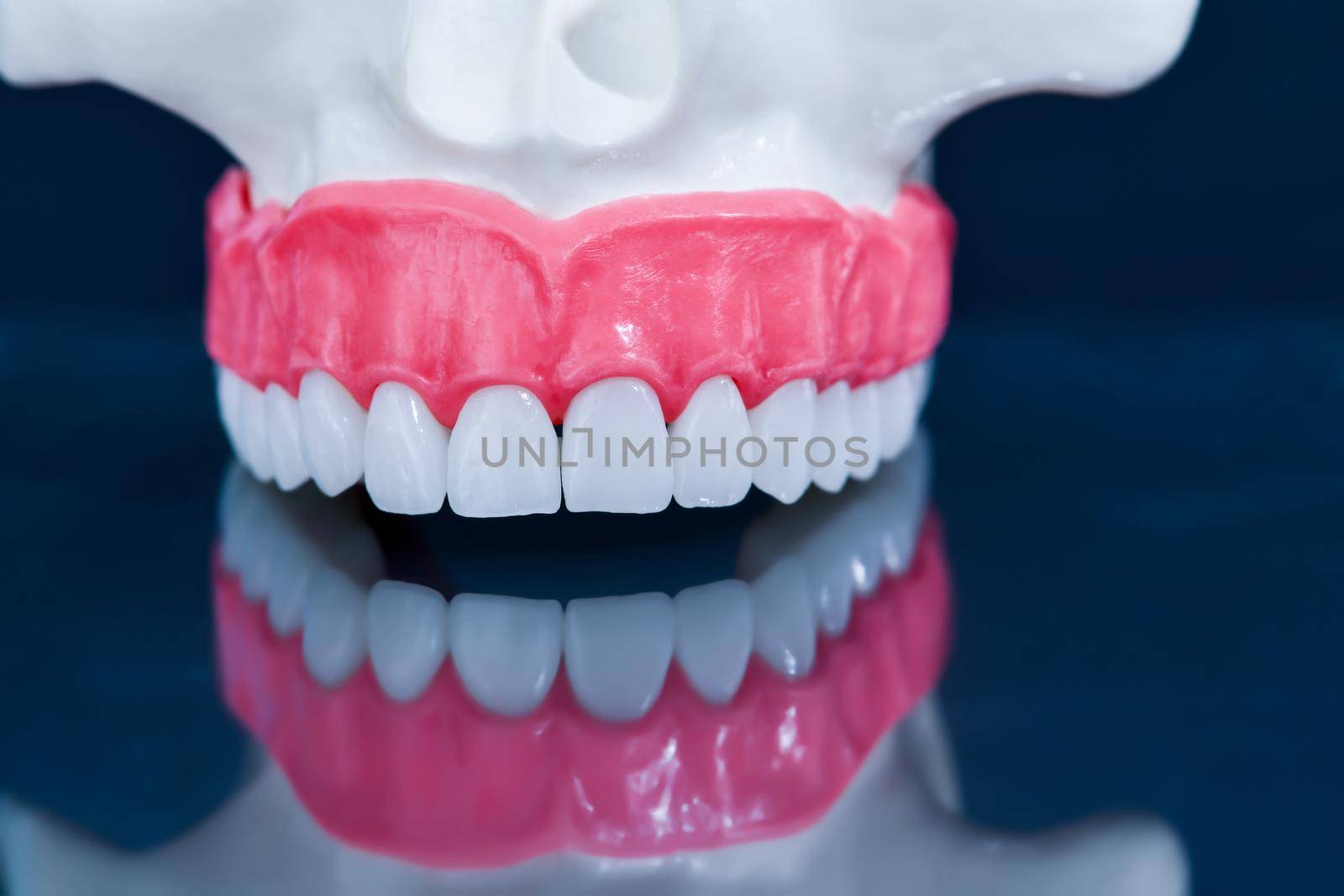 Upper human jaw with a reflection on the glass anatomy model medical illustration isolated on blue background. Healthy teeth, dental care and orthodontic concept