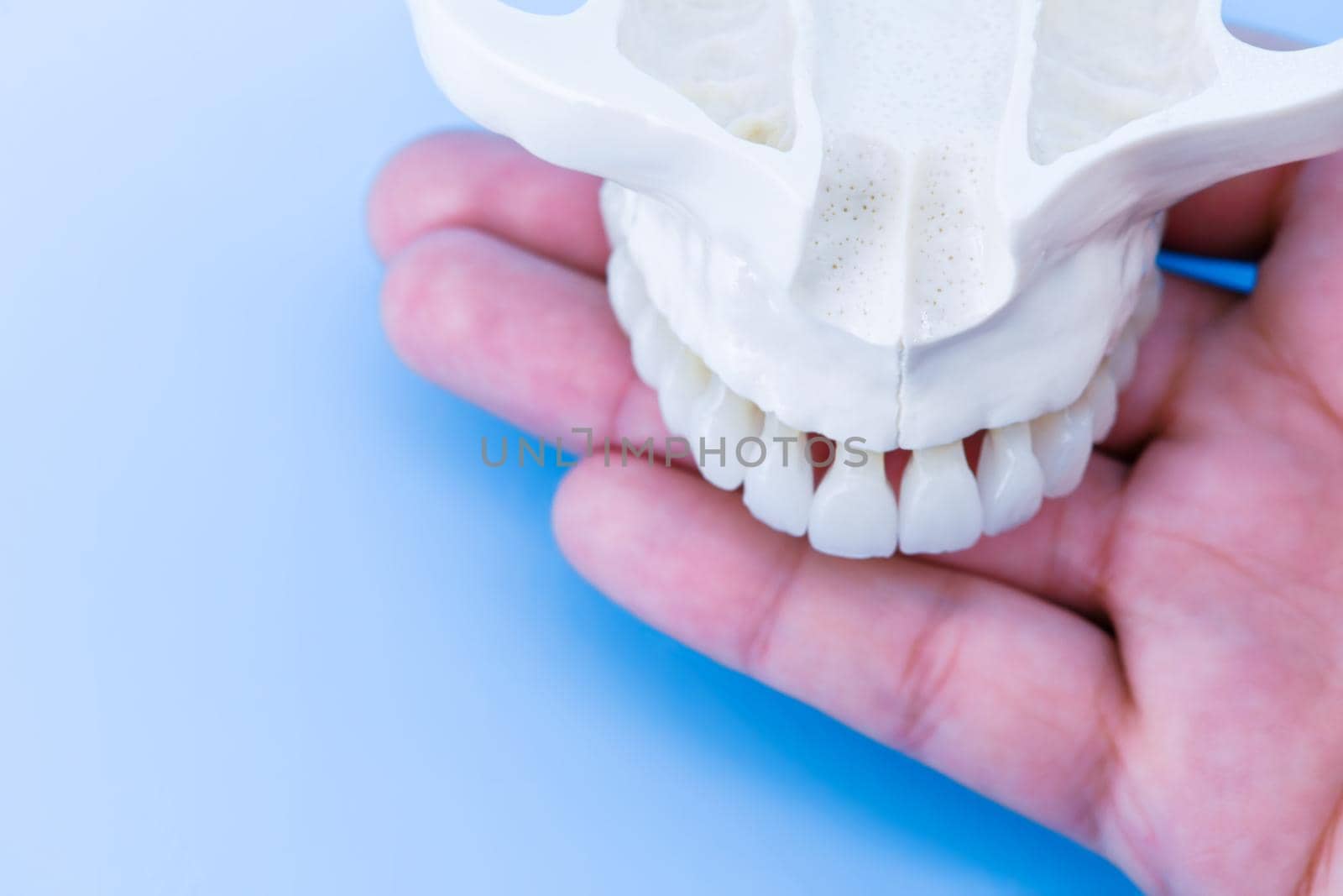 man hand holding a upper human jaw with teeth anatomy model medical illustration isolated on blue background. Healthy teeth, dental care and orthodontic concept