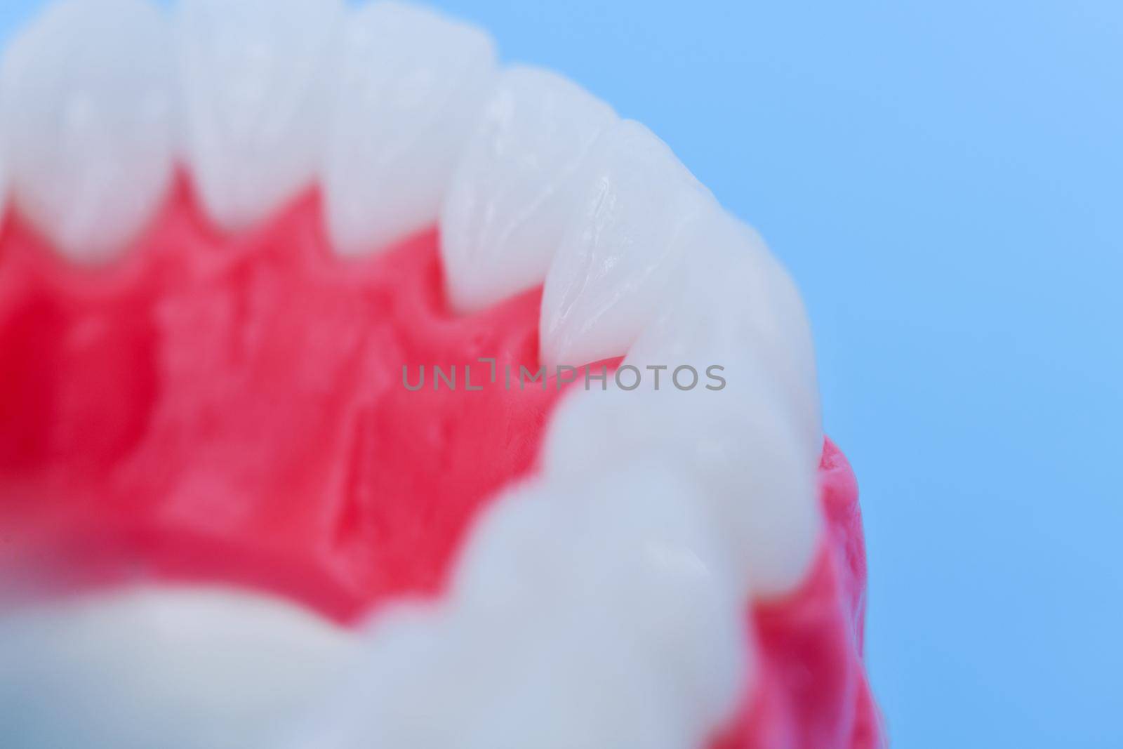 Lower human jaw with teeth and gums anatomy model medical illustration isolated on blue background. Healthy teeth, dental care and orthodontic concept