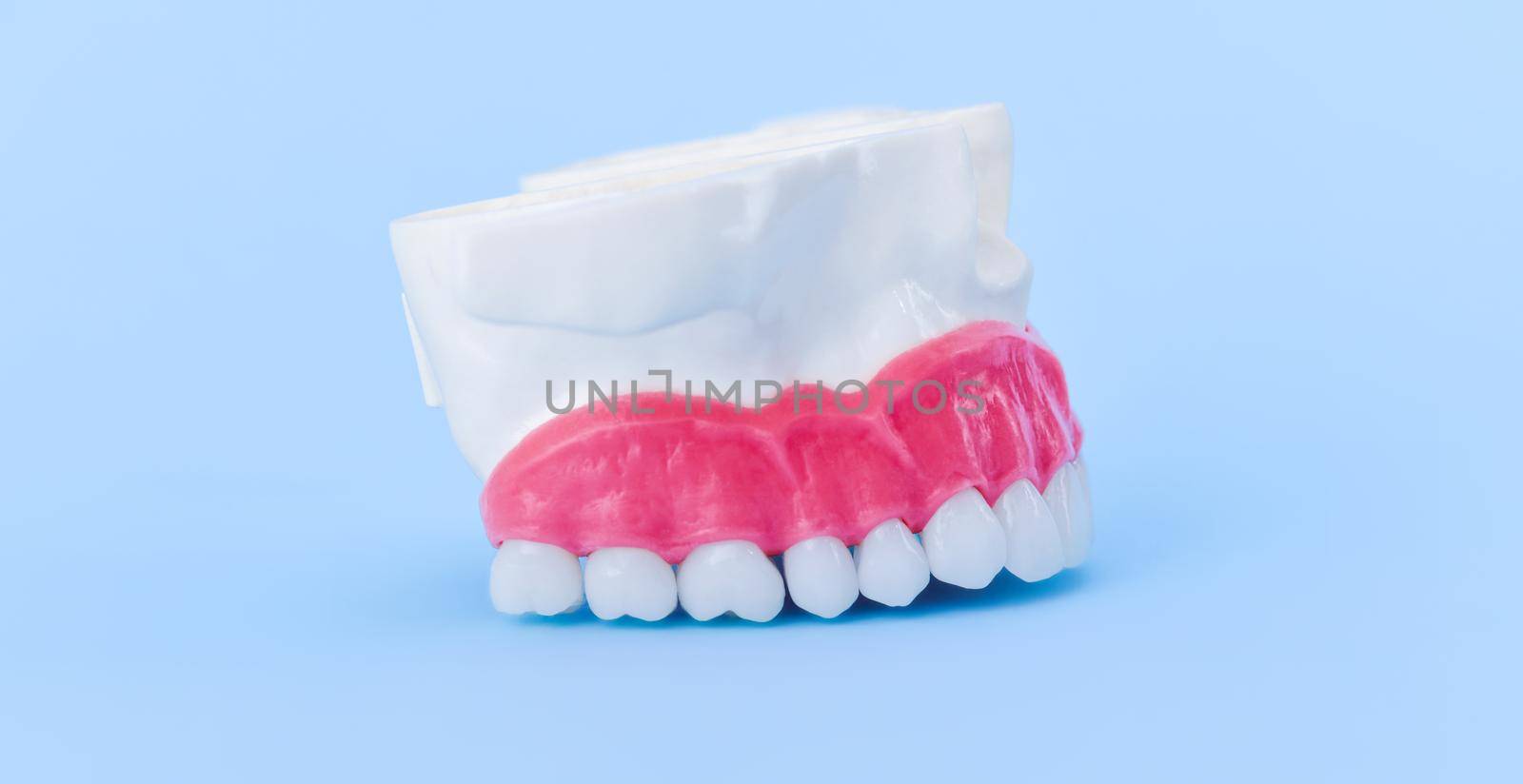 Upper human jaw with teeth and gums anatomy model medical illustration isolated on blue background. Healthy teeth, dental care and orthodontic concept