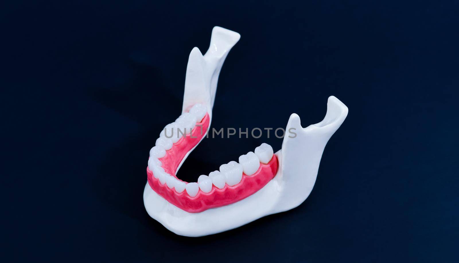 Lower human jaw with teeth and gums anatomy model by dotshock