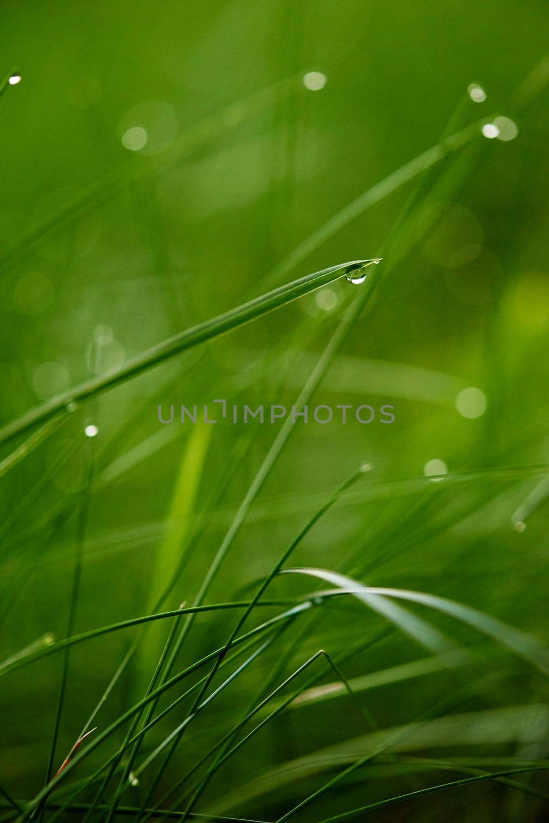 Grass. Fresh green grass with dew drops closeup. Sun. Soft Focus. Abstract Nature Background