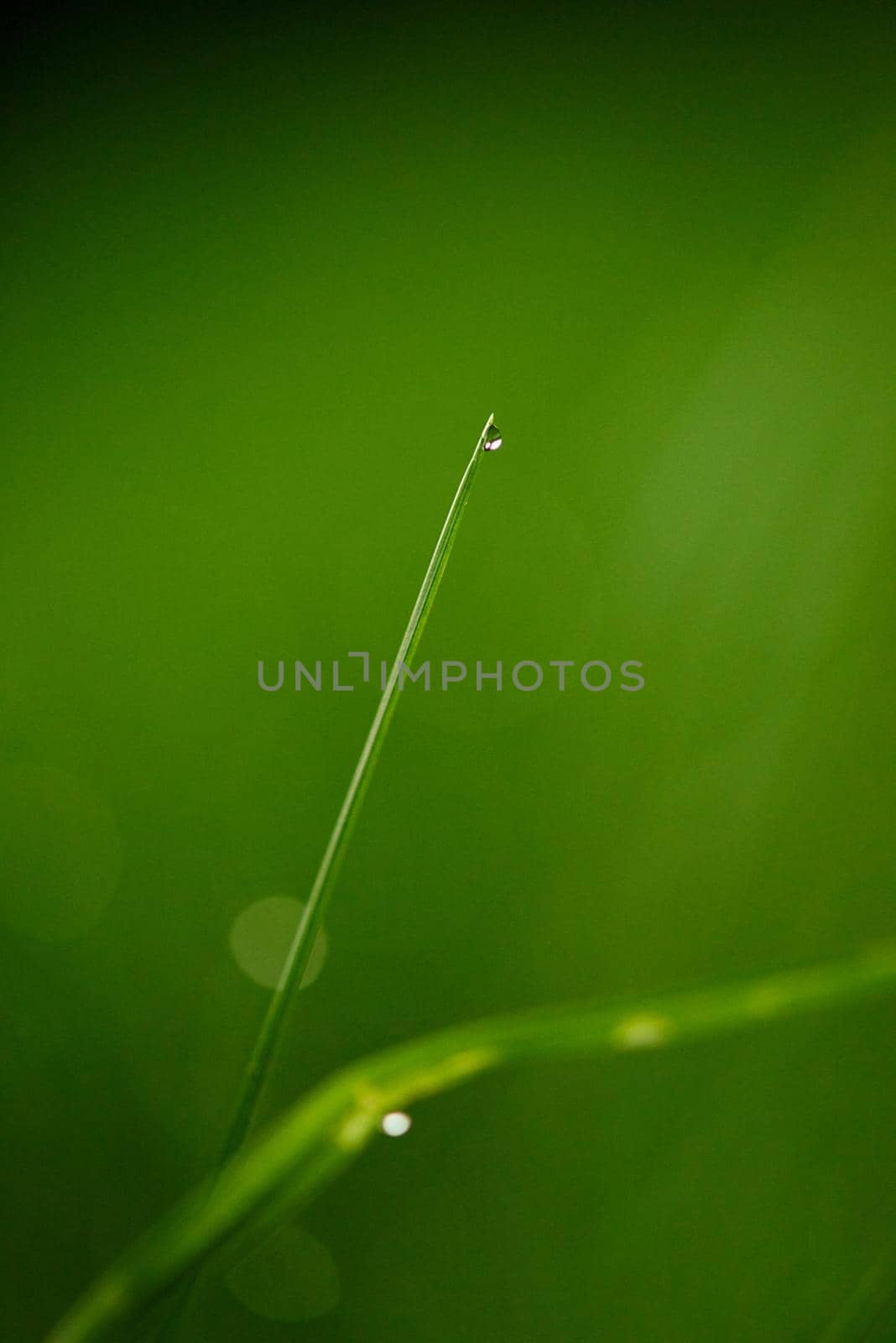 Grass. Fresh green grass with dew drops closeup. Sun. Soft Focus. Abstract Nature Background