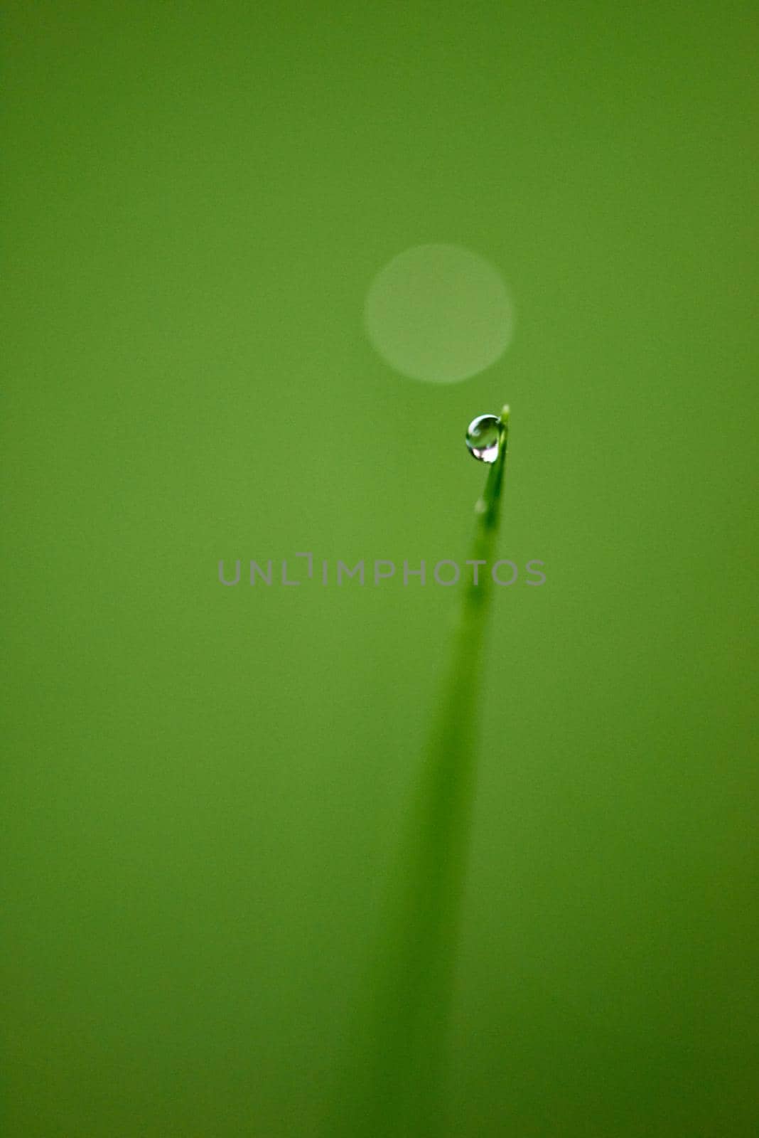 Grass. Fresh green grass with dew drops closeup. Sun. Soft Focus. Abstract Nature Background