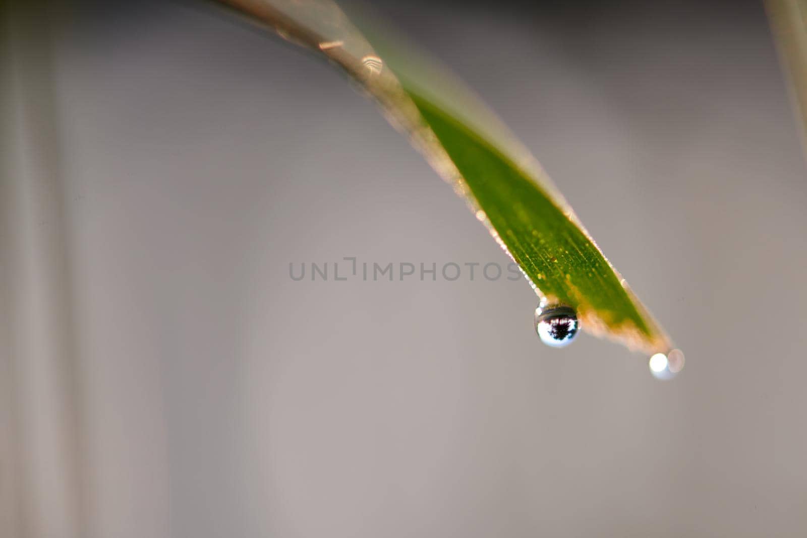 Grass. Fresh green grass with dew drops closeup. Sun. Soft Focus. Abstract Nature Background