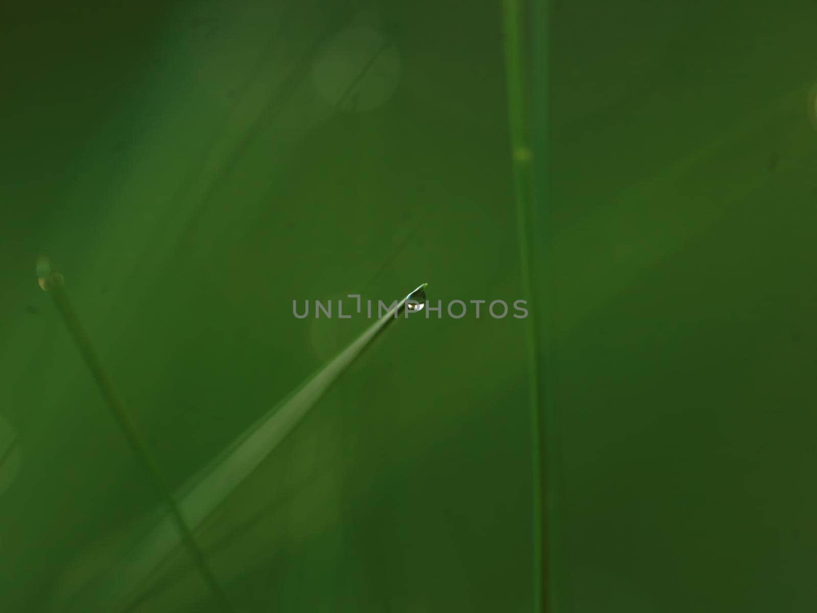 Grass. Fresh green grass with dew drops closeup. Sun. Soft Focus. Abstract Nature Background