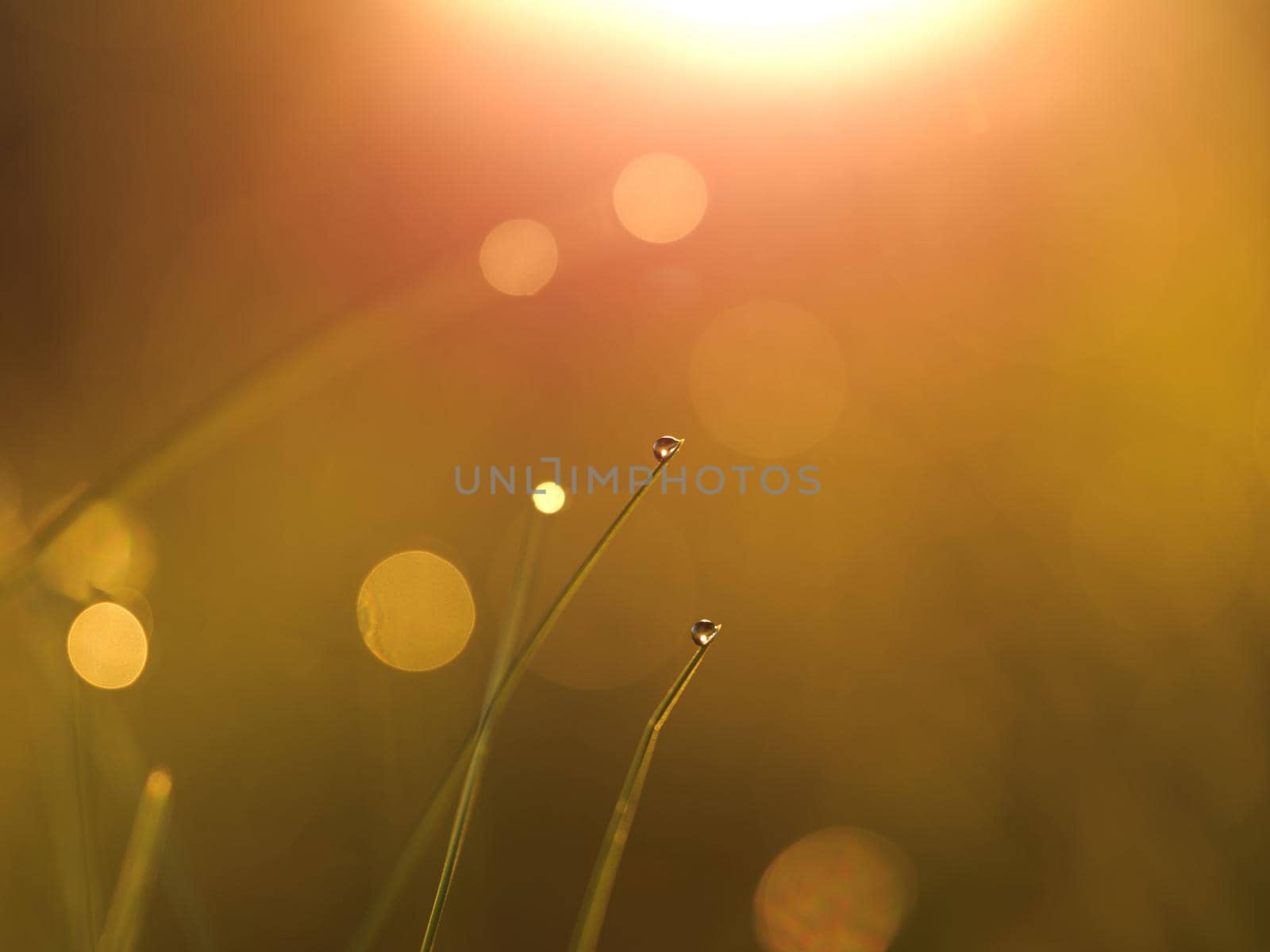 Grass. Fresh green grass with dew drops closeup. Sun. Soft Focus. Abstract Nature Background