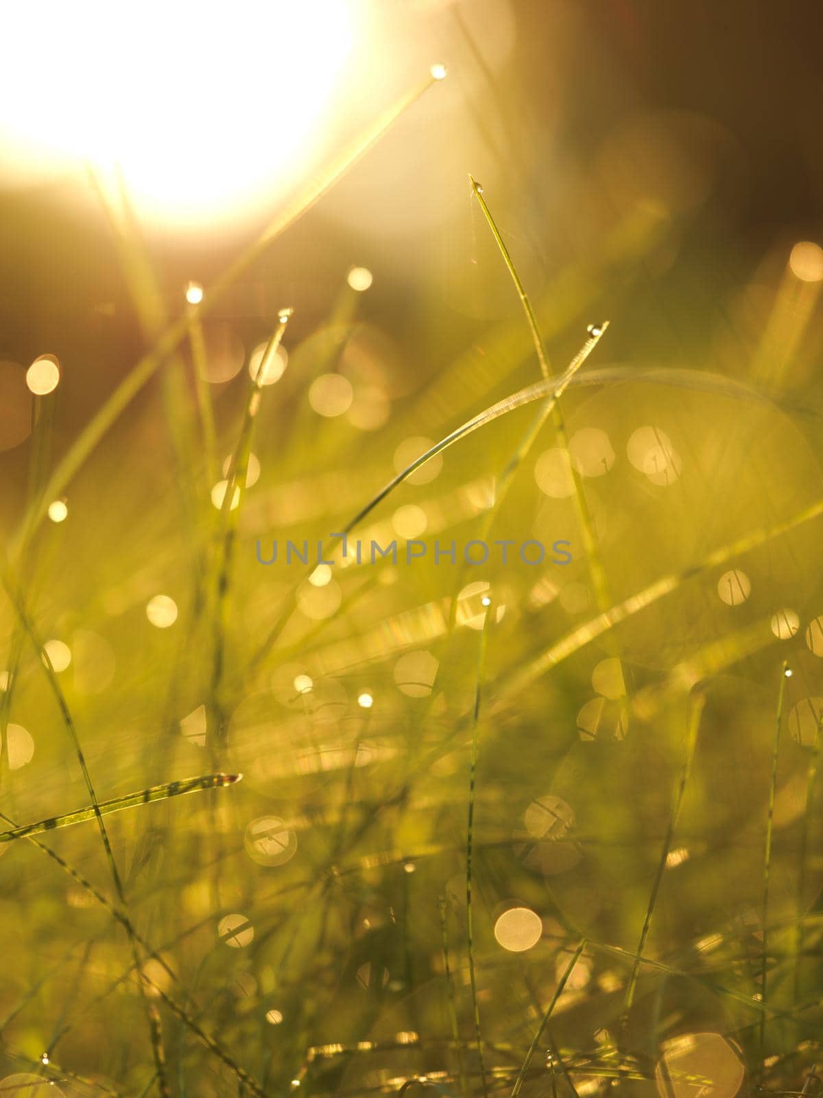 Grass. Fresh green grass with dew drops closeup. Sun. Soft Focus. Abstract Nature Background