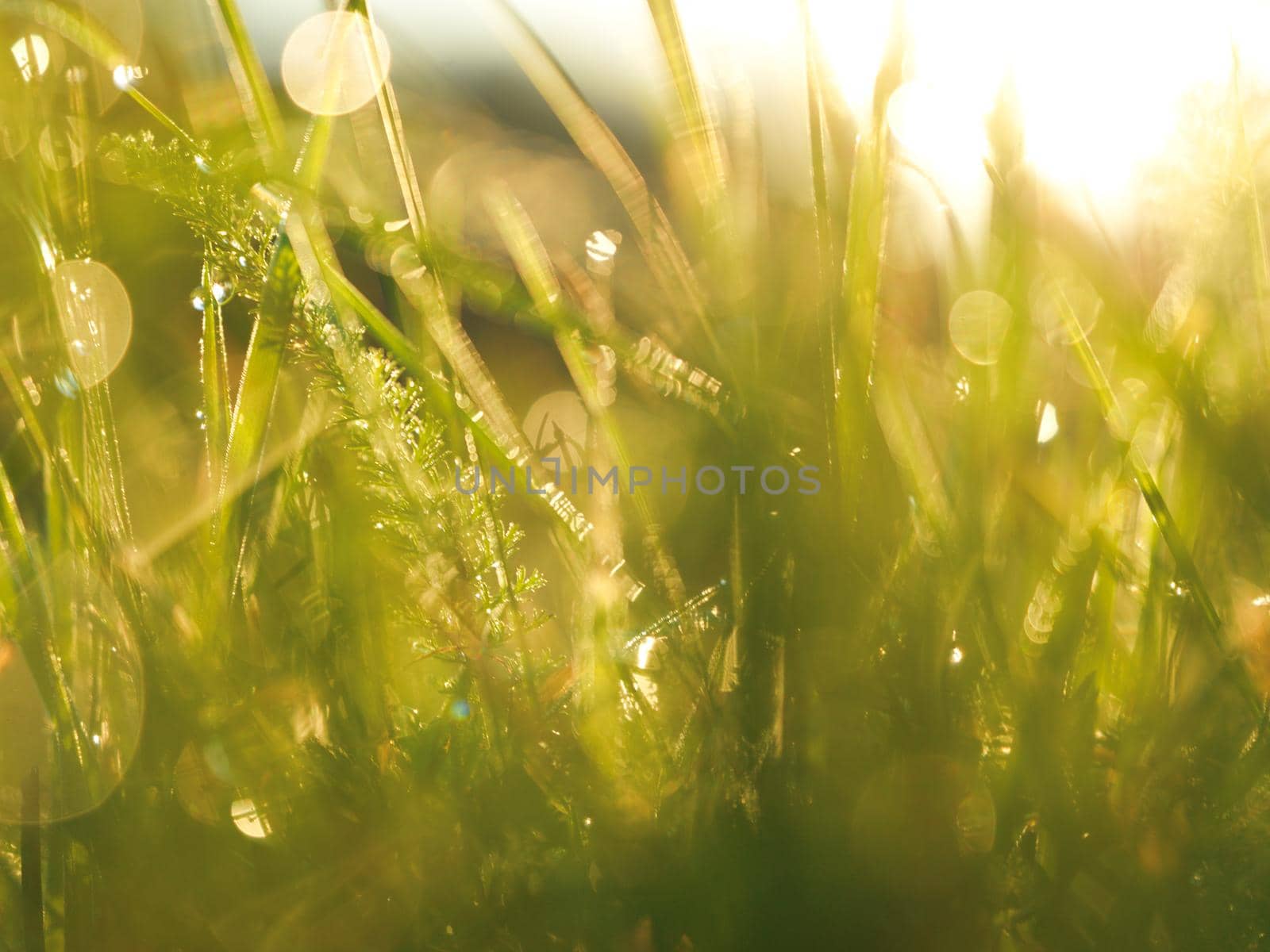 Grass. Fresh green grass with dew drops closeup. Sun. Soft Focus. Abstract Nature Background