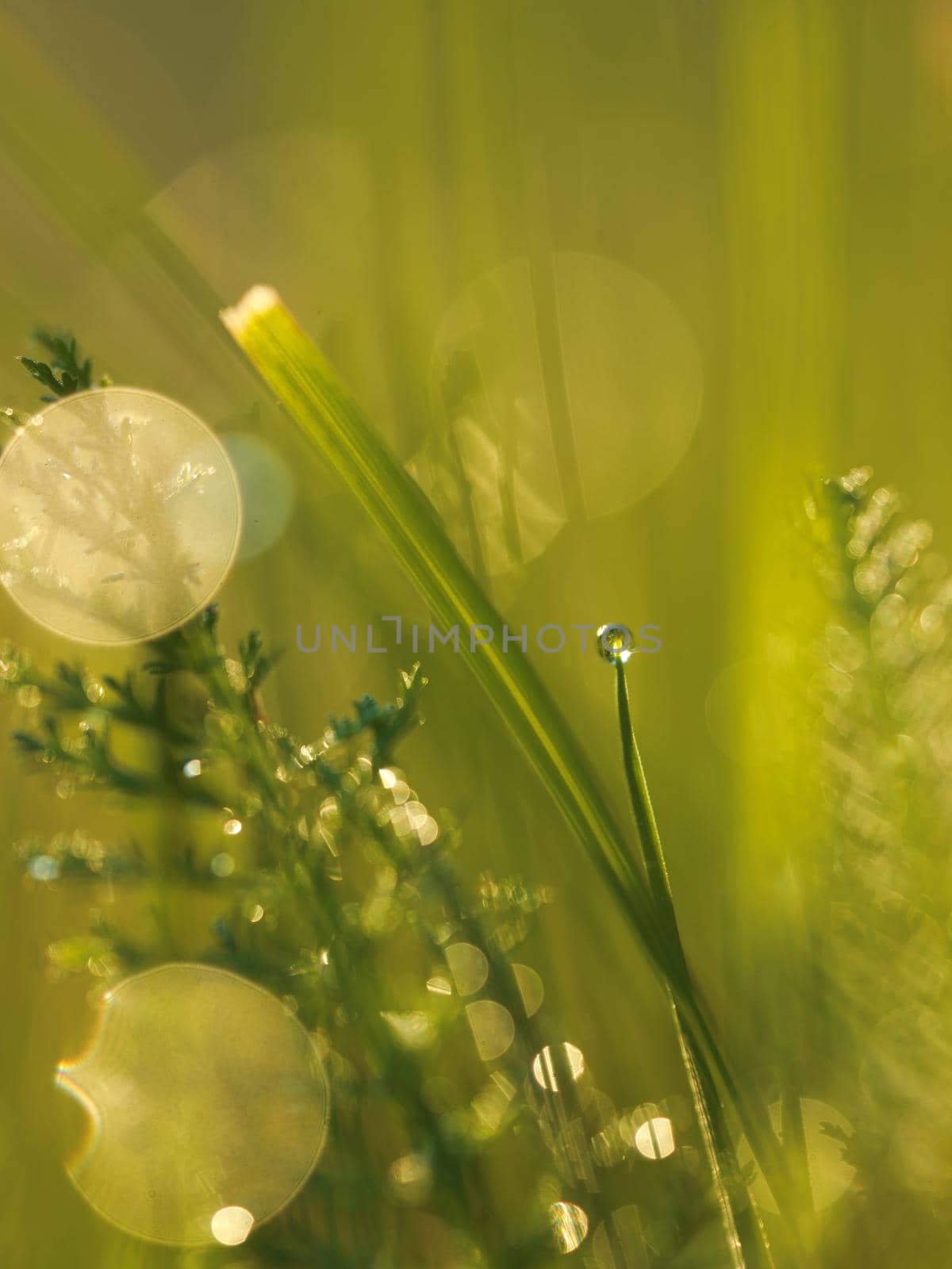 Grass. Fresh green grass with dew drops closeup. Sun. Soft Focus. Abstract Nature Background