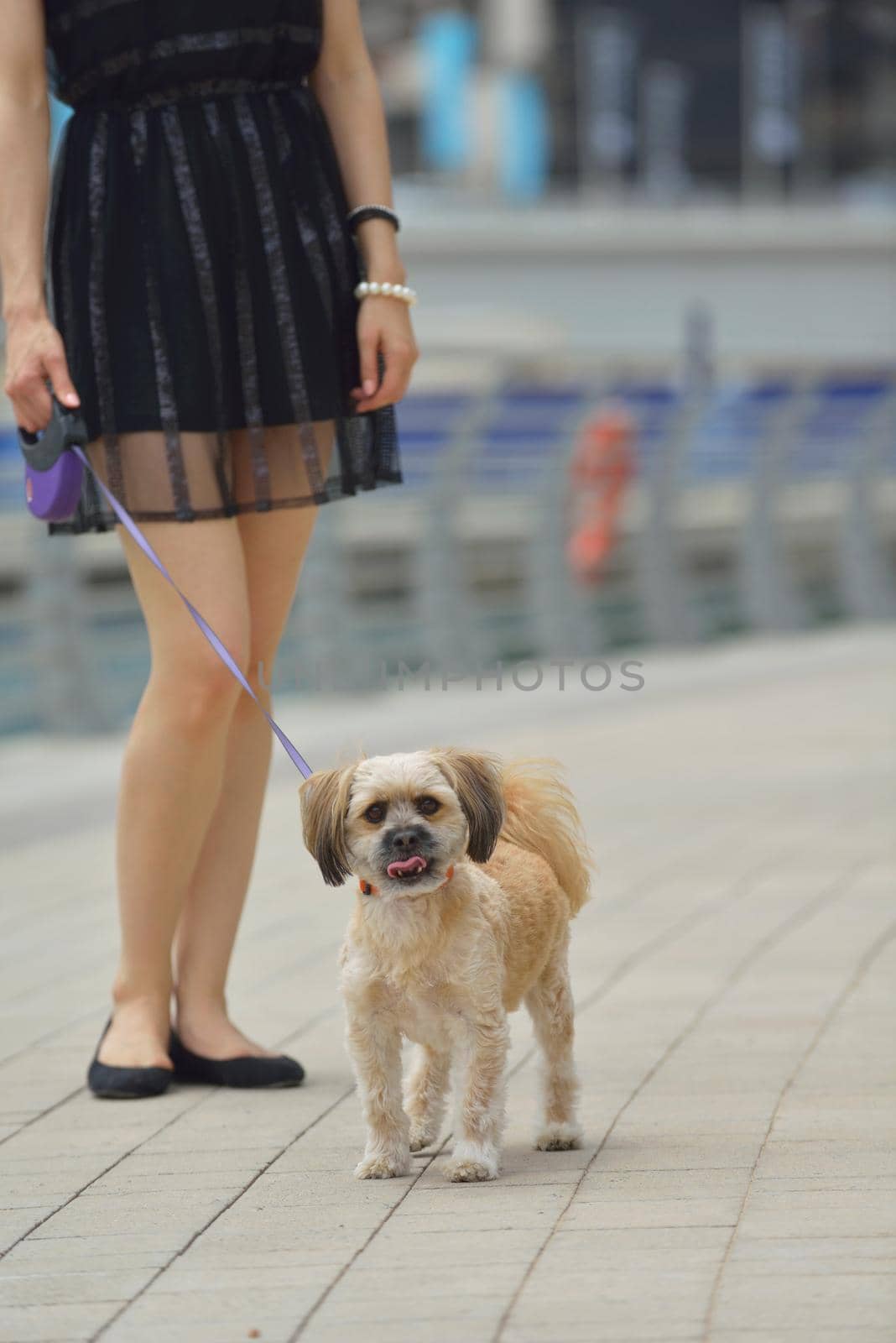 beautiful happy young  woman in black dress with cute small dog puppy have fun on street