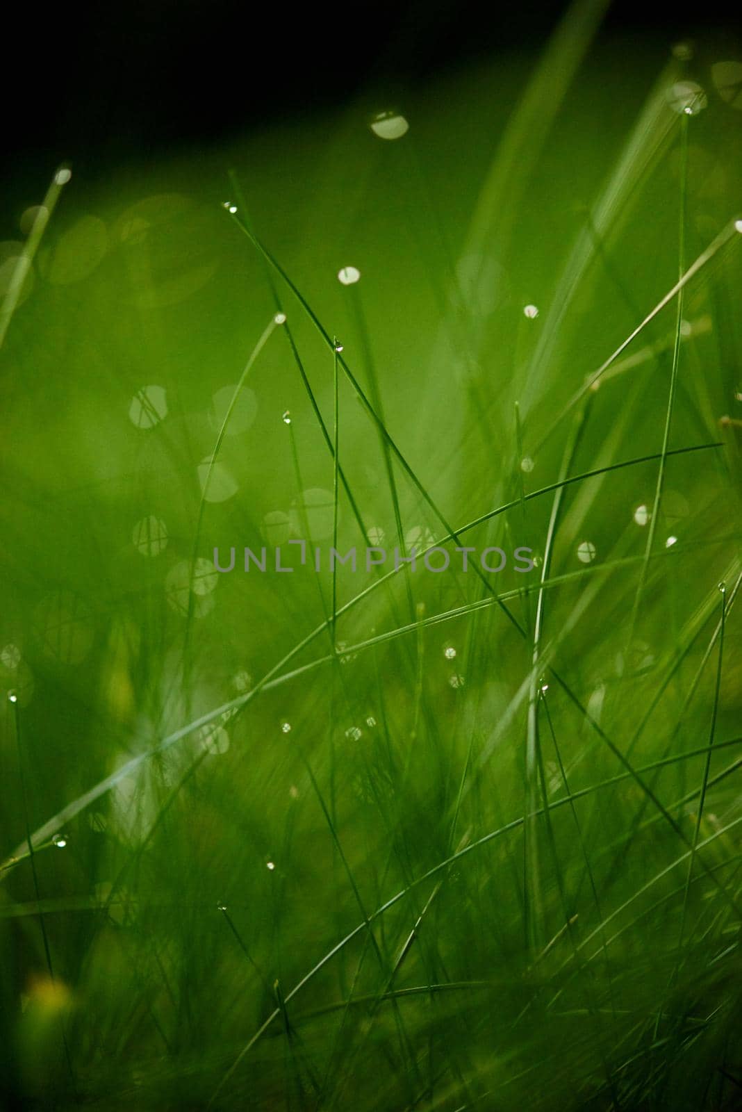 grass with dew drops by dotshock