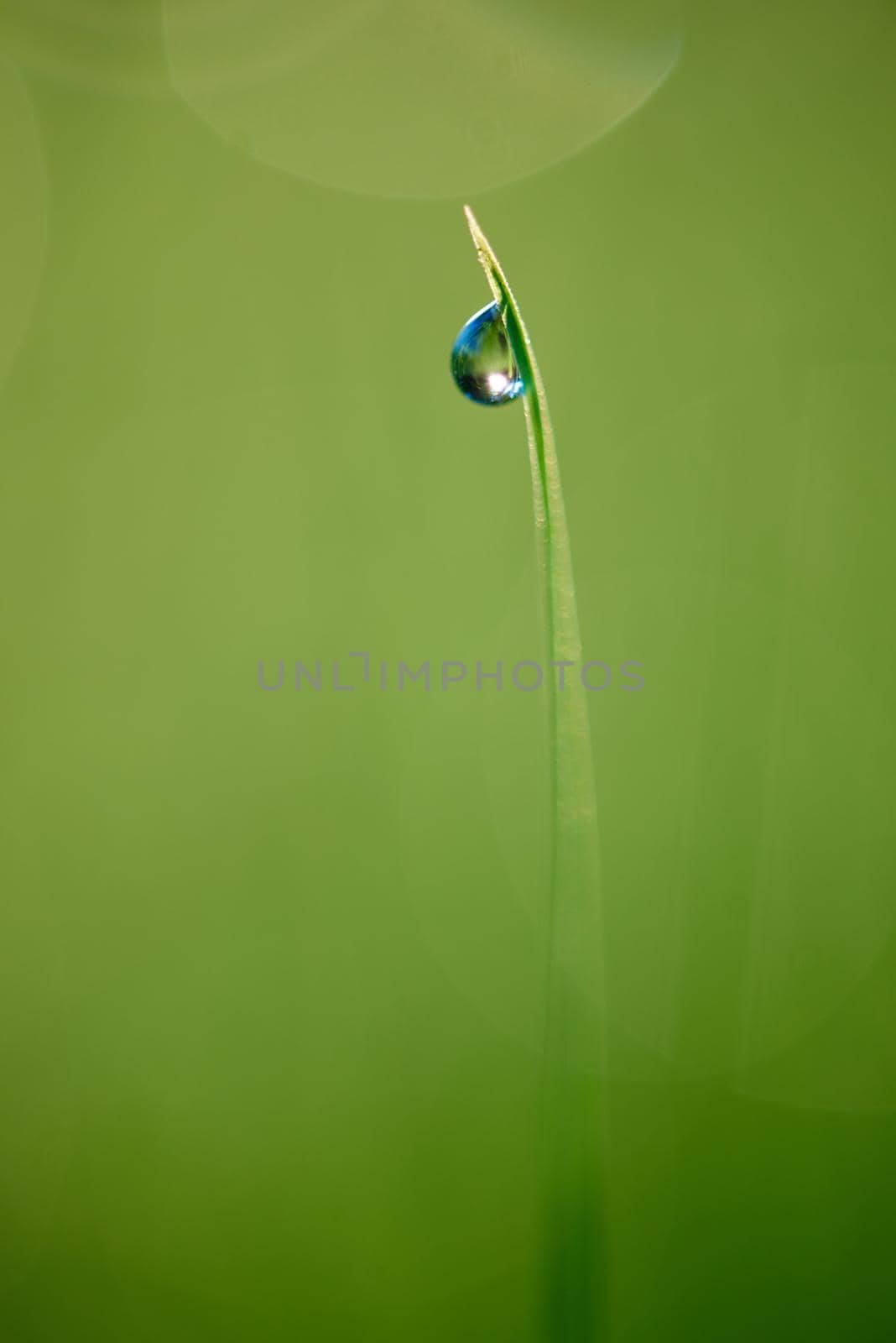 grass with dew drops by dotshock