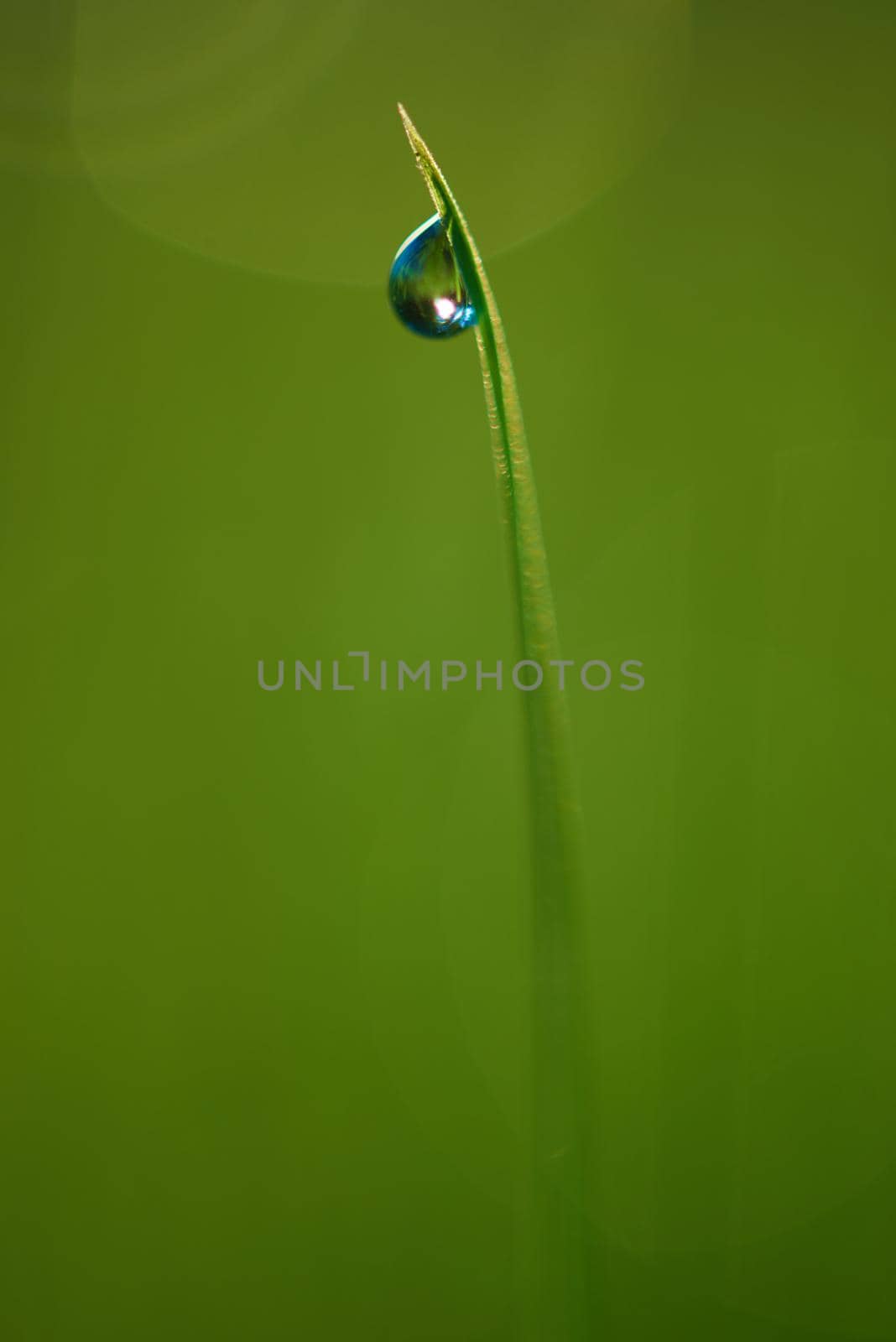 Grass. Fresh green grass with dew drops closeup. Sun. Soft Focus. Abstract Nature Background