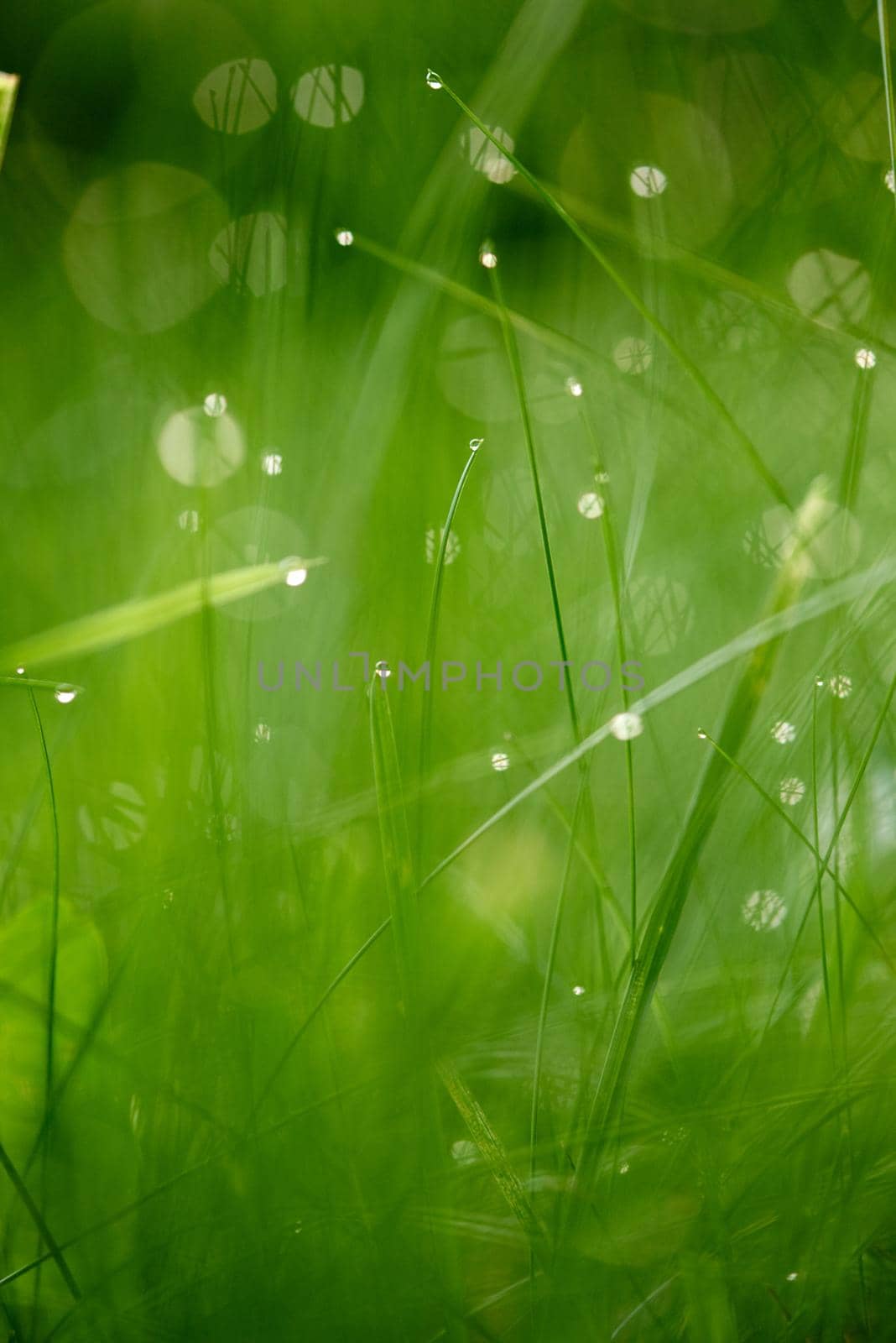 Grass. Fresh green grass with dew drops closeup. Sun. Soft Focus. Abstract Nature Background