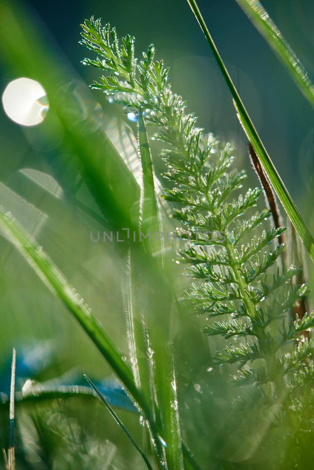 Grass. Fresh green grass with dew drops closeup. Sun. Soft Focus. Abstract Nature Background