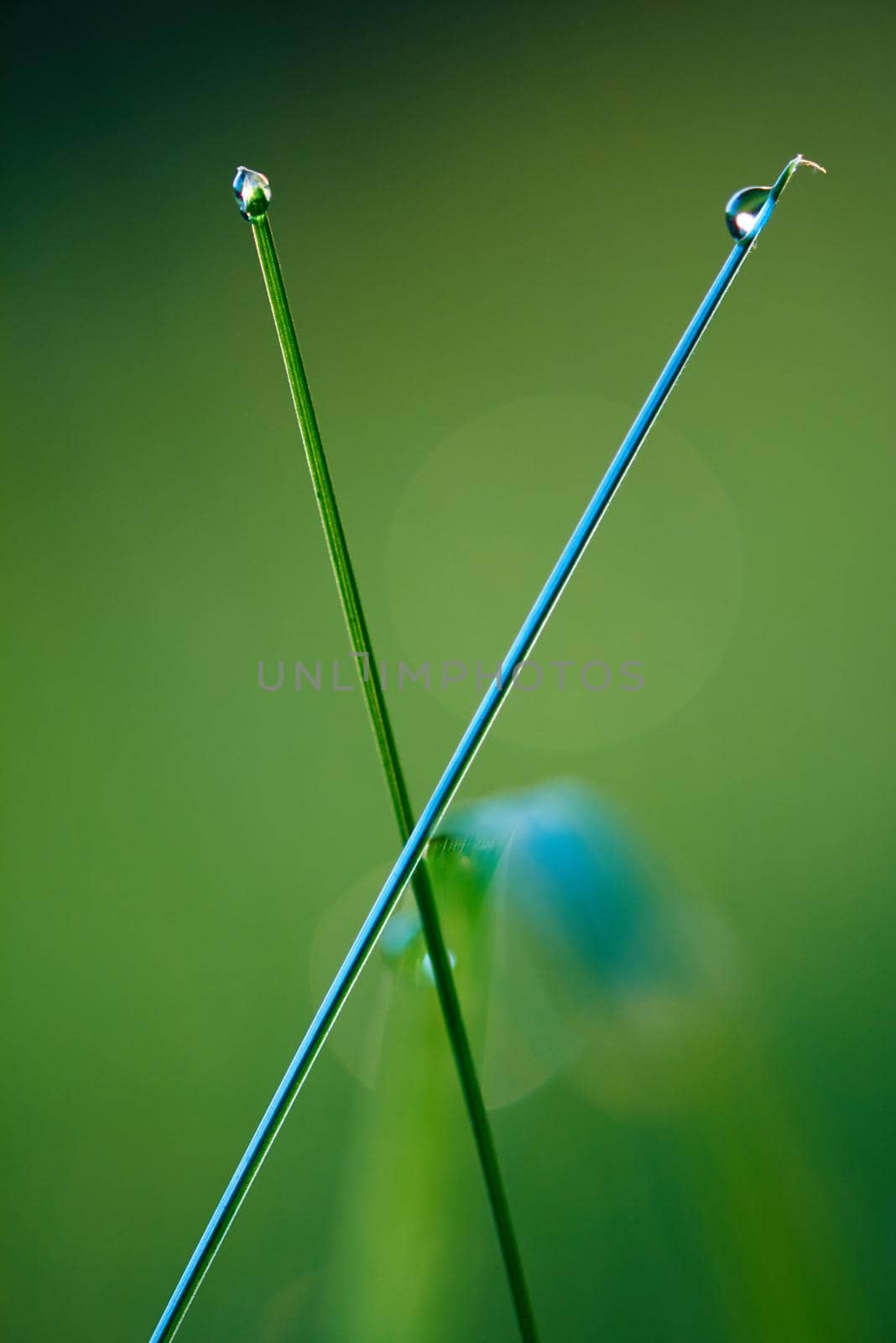 Grass. Fresh green grass with dew drops closeup. Sun. Soft Focus. Abstract Nature Background