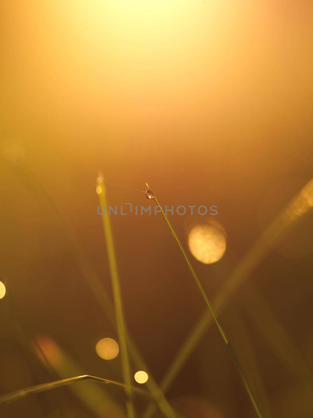 Grass. Fresh green grass with dew drops closeup. Sun. Soft Focus. Abstract Nature Background