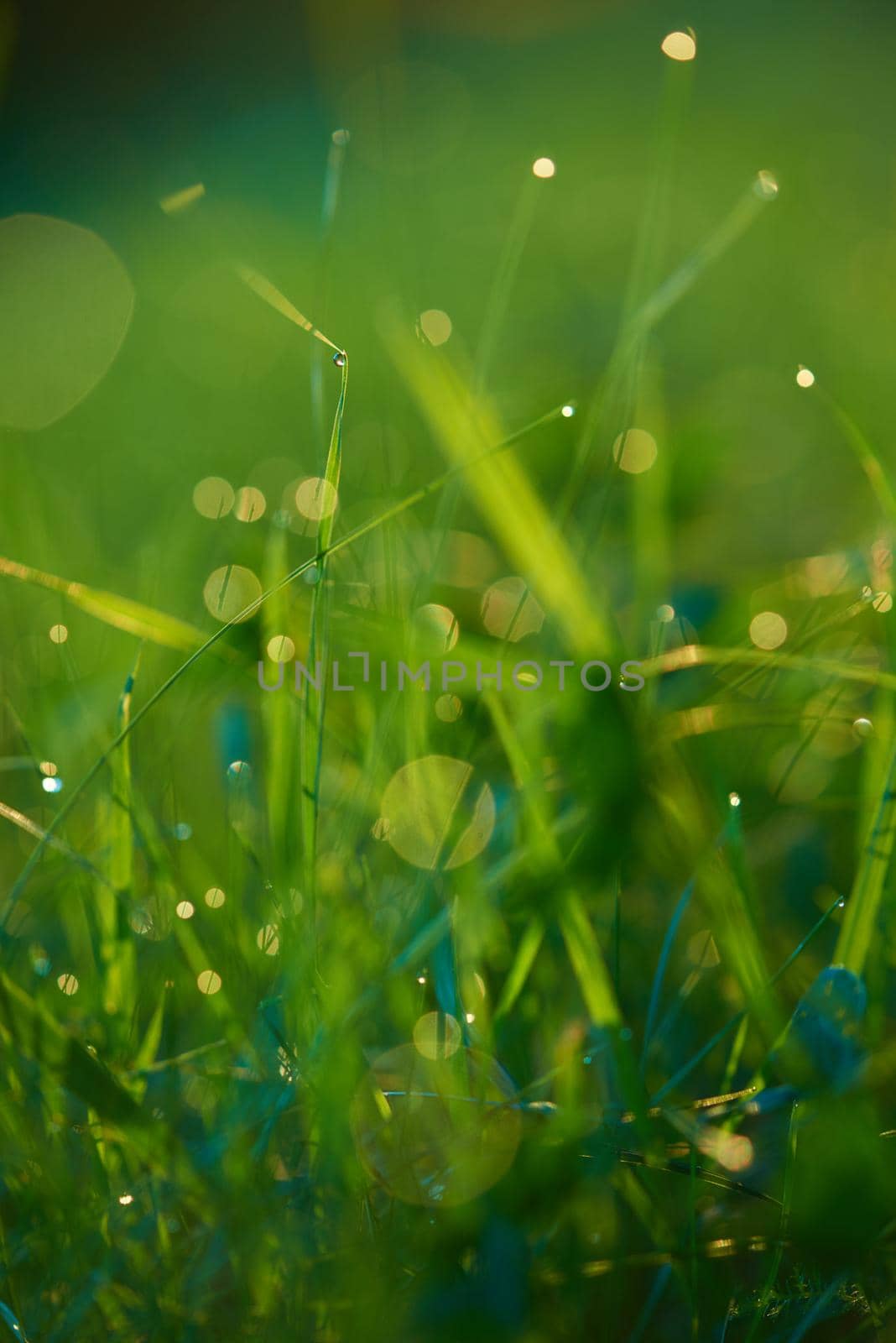 Grass. Fresh green grass with dew drops closeup. Sun. Soft Focus. Abstract Nature Background