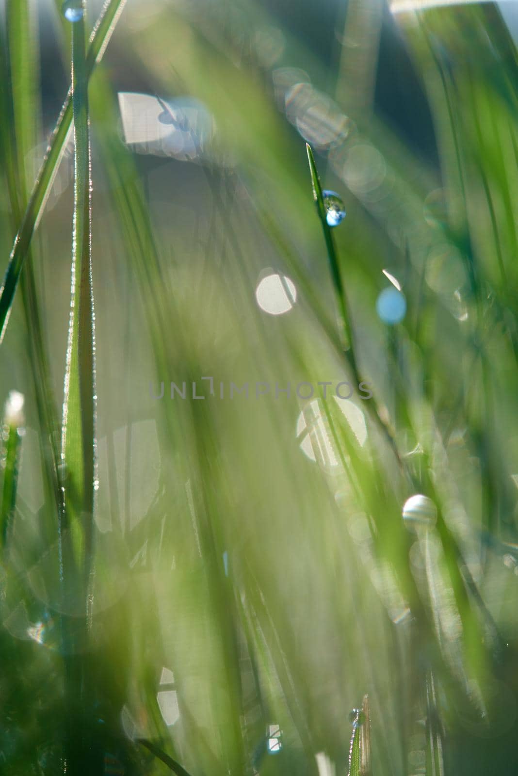 Grass. Fresh green grass with dew drops closeup. Sun. Soft Focus. Abstract Nature Background