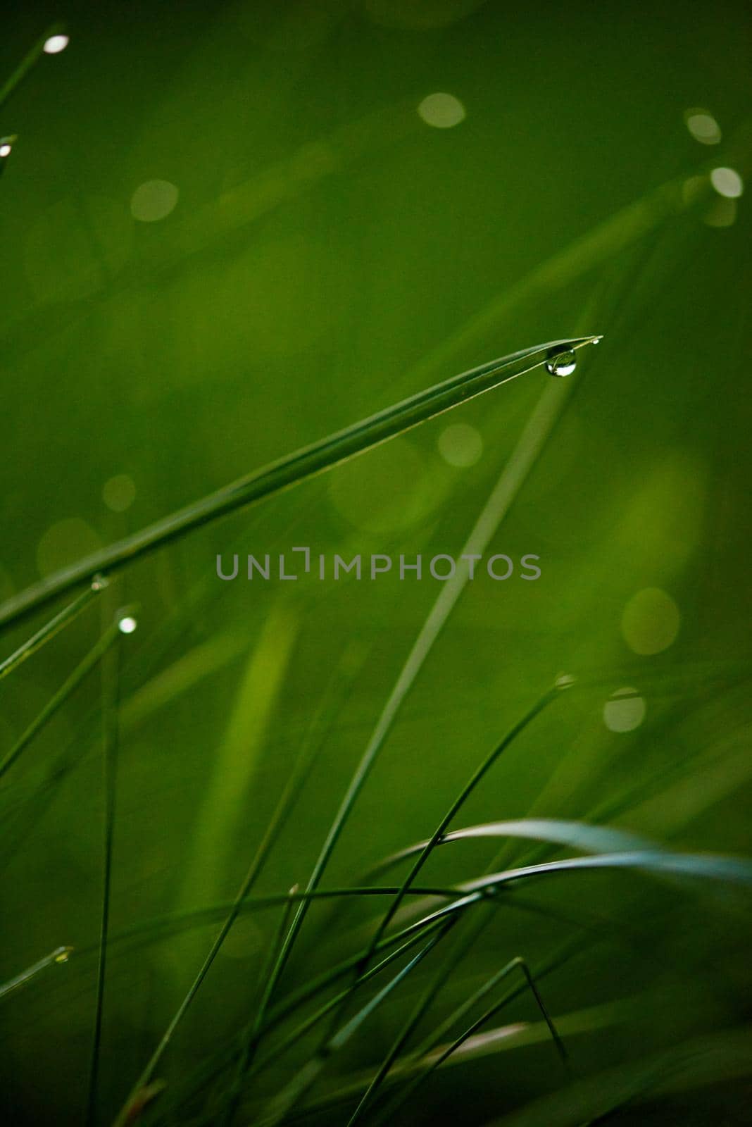 Grass. Fresh green grass with dew drops closeup. Sun. Soft Focus. Abstract Nature Background