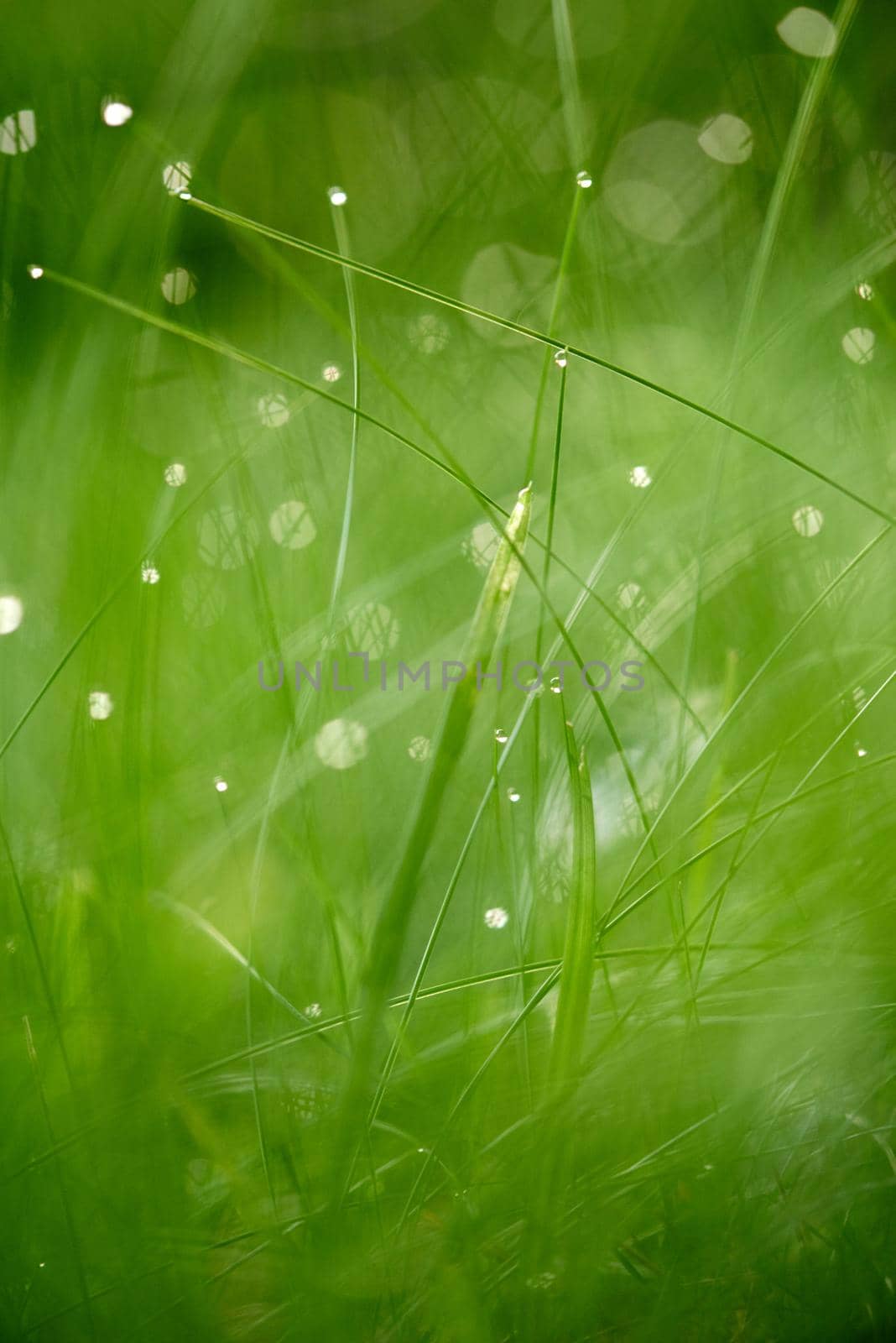 Grass. Fresh green grass with dew drops closeup. Sun. Soft Focus. Abstract Nature Background