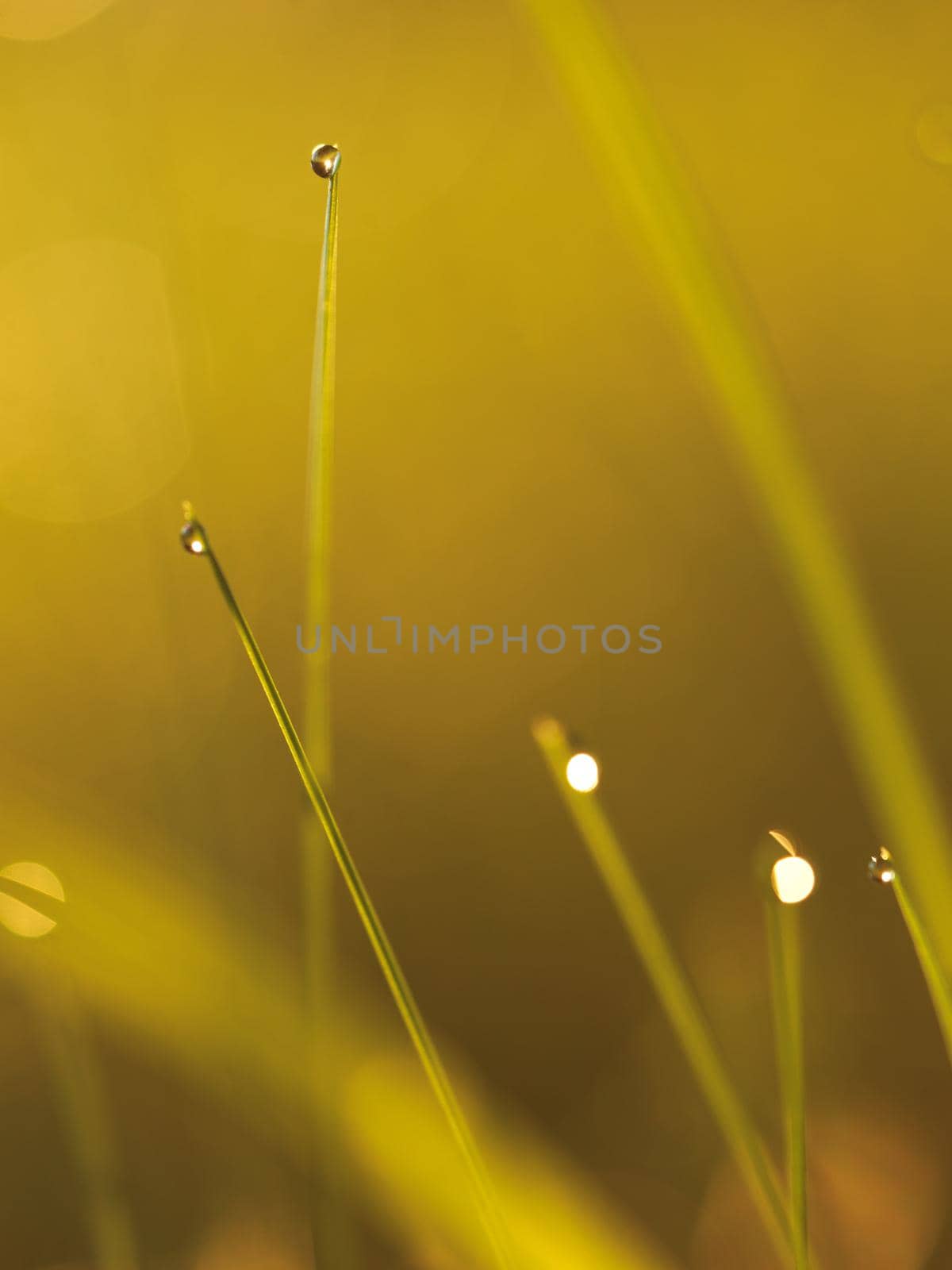 Grass. Fresh green grass with dew drops closeup. Sun. Soft Focus. Abstract Nature Background