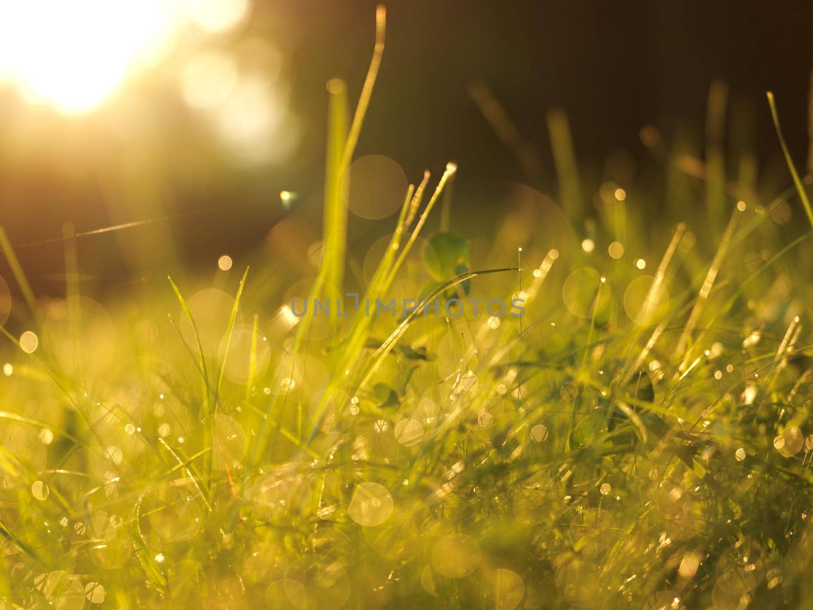 Grass. Fresh green grass with dew drops closeup. Sun. Soft Focus. Abstract Nature Background