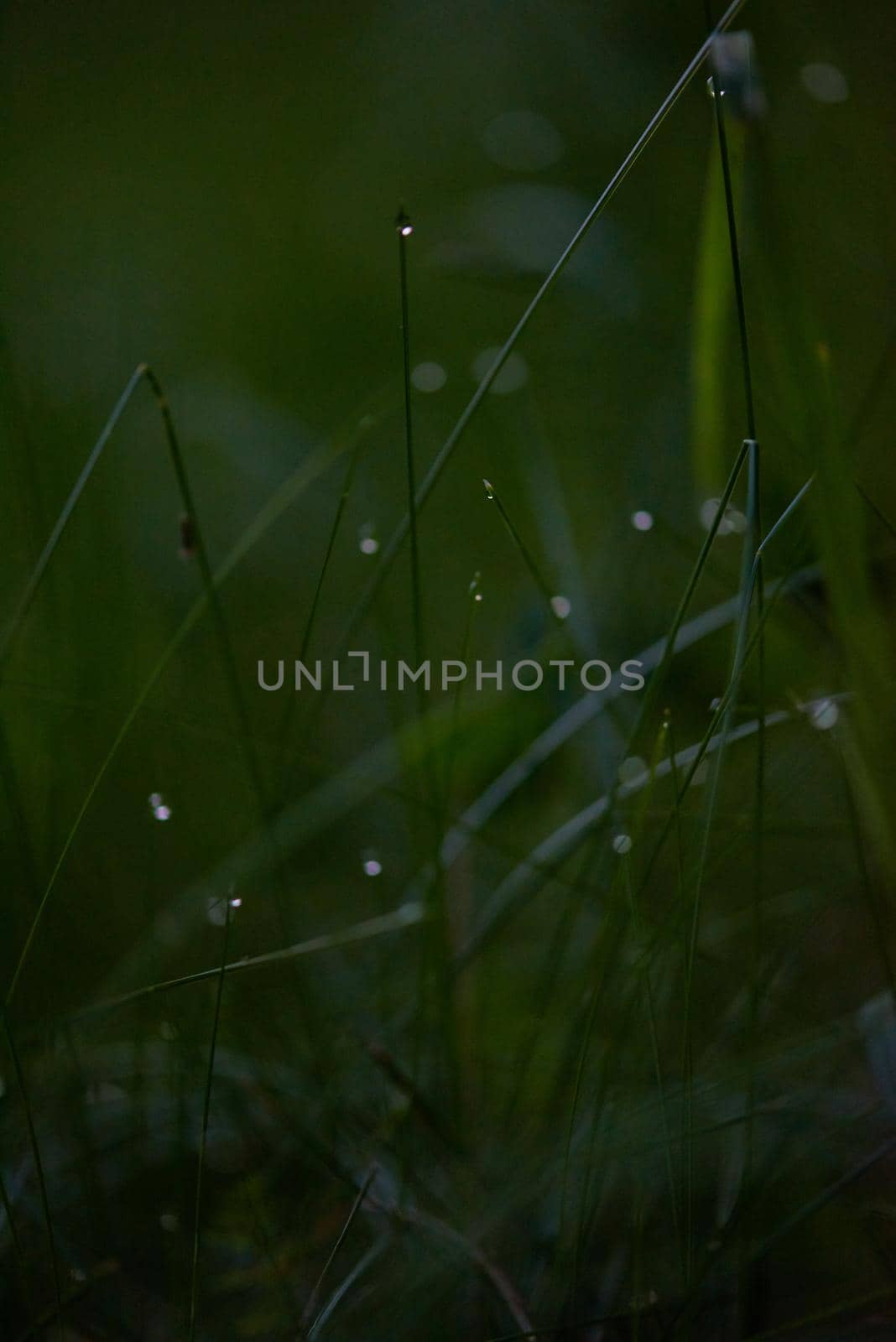 Grass. Fresh green grass with dew drops closeup. Sun. Soft Focus. Abstract Nature Background