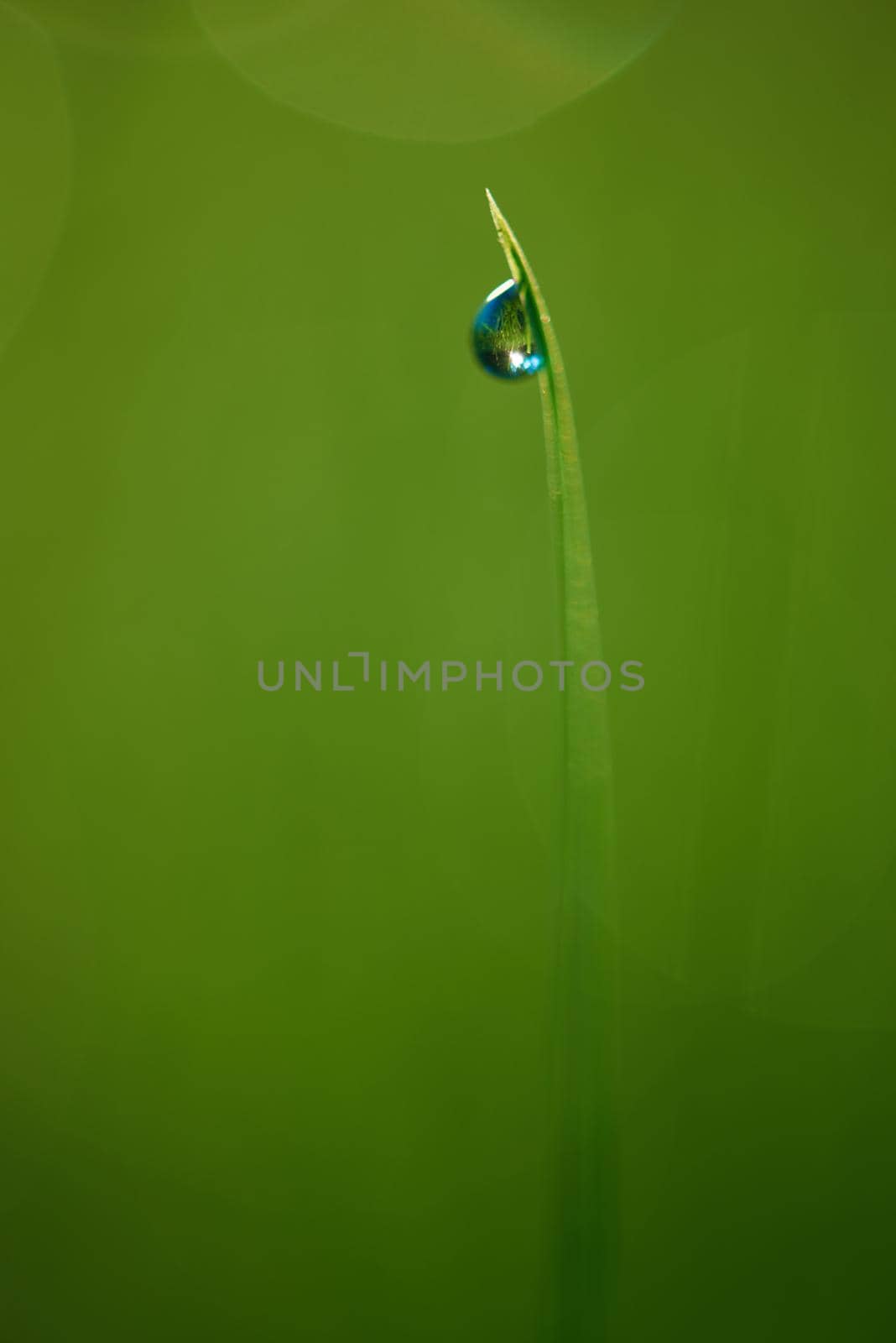 Grass. Fresh green grass with dew drops closeup. Sun. Soft Focus. Abstract Nature Background