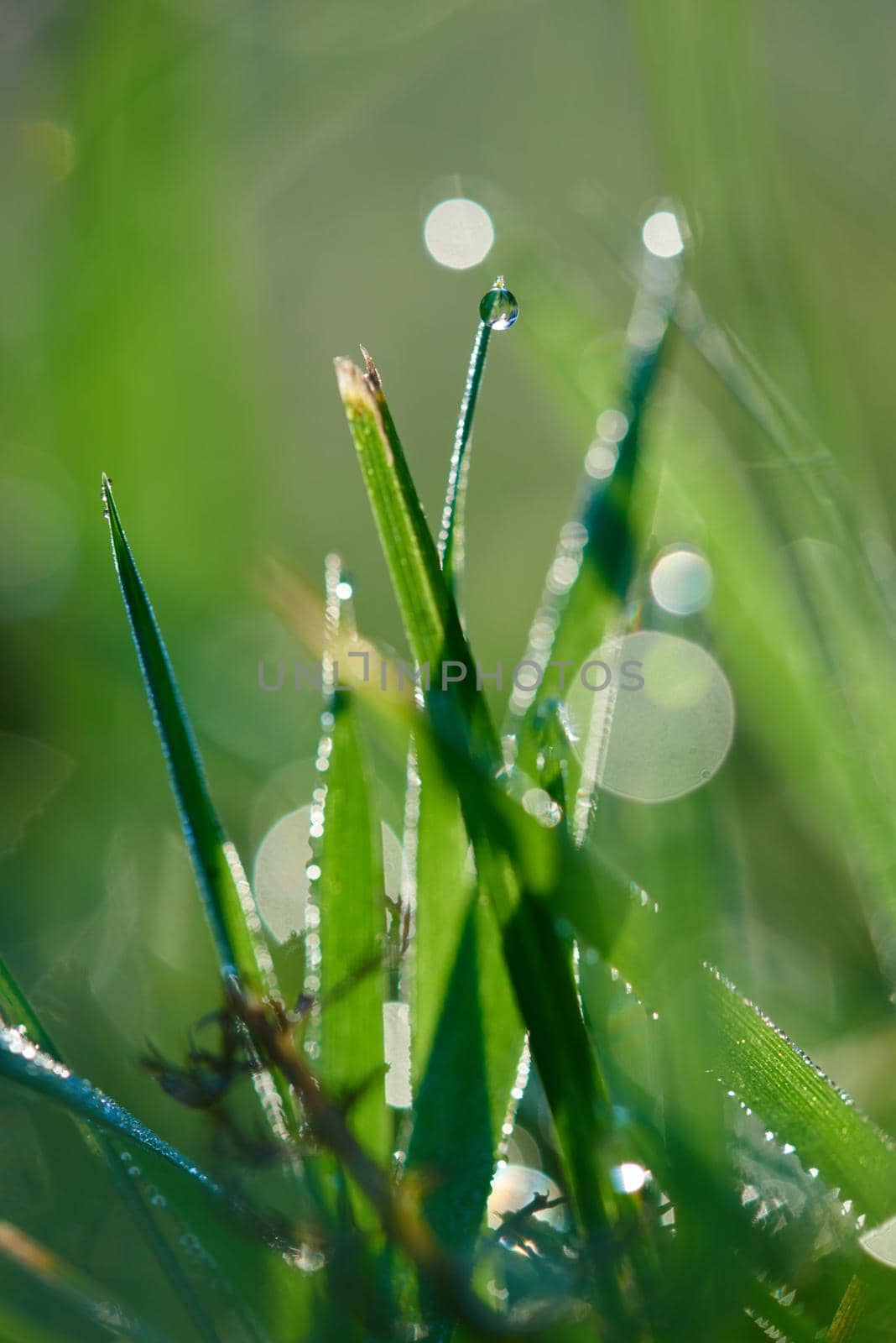 Grass. Fresh green grass with dew drops closeup. Sun. Soft Focus. Abstract Nature Background