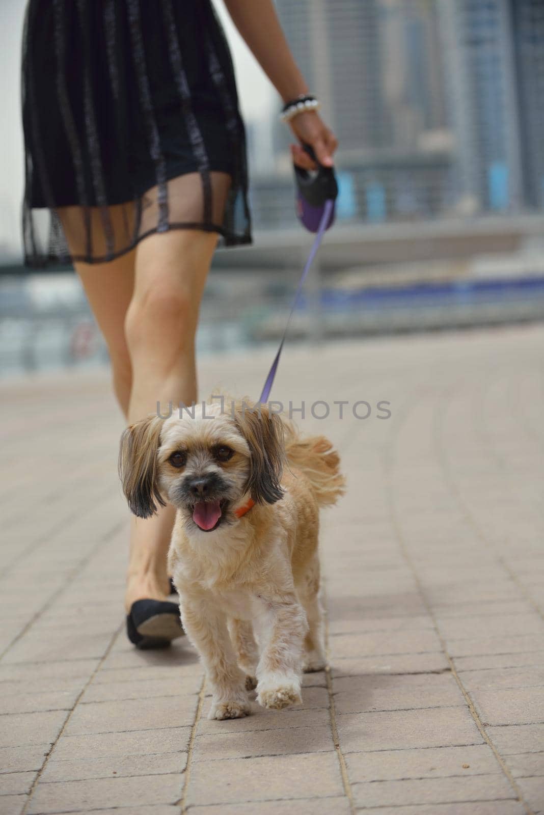 beautiful happy young  woman in black dress with cute small dog puppy have fun on street