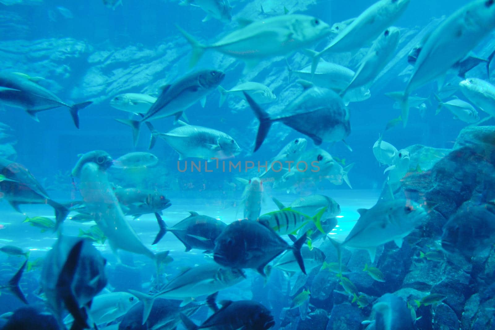 blue background ocean underwater aquarium with fishes and reef