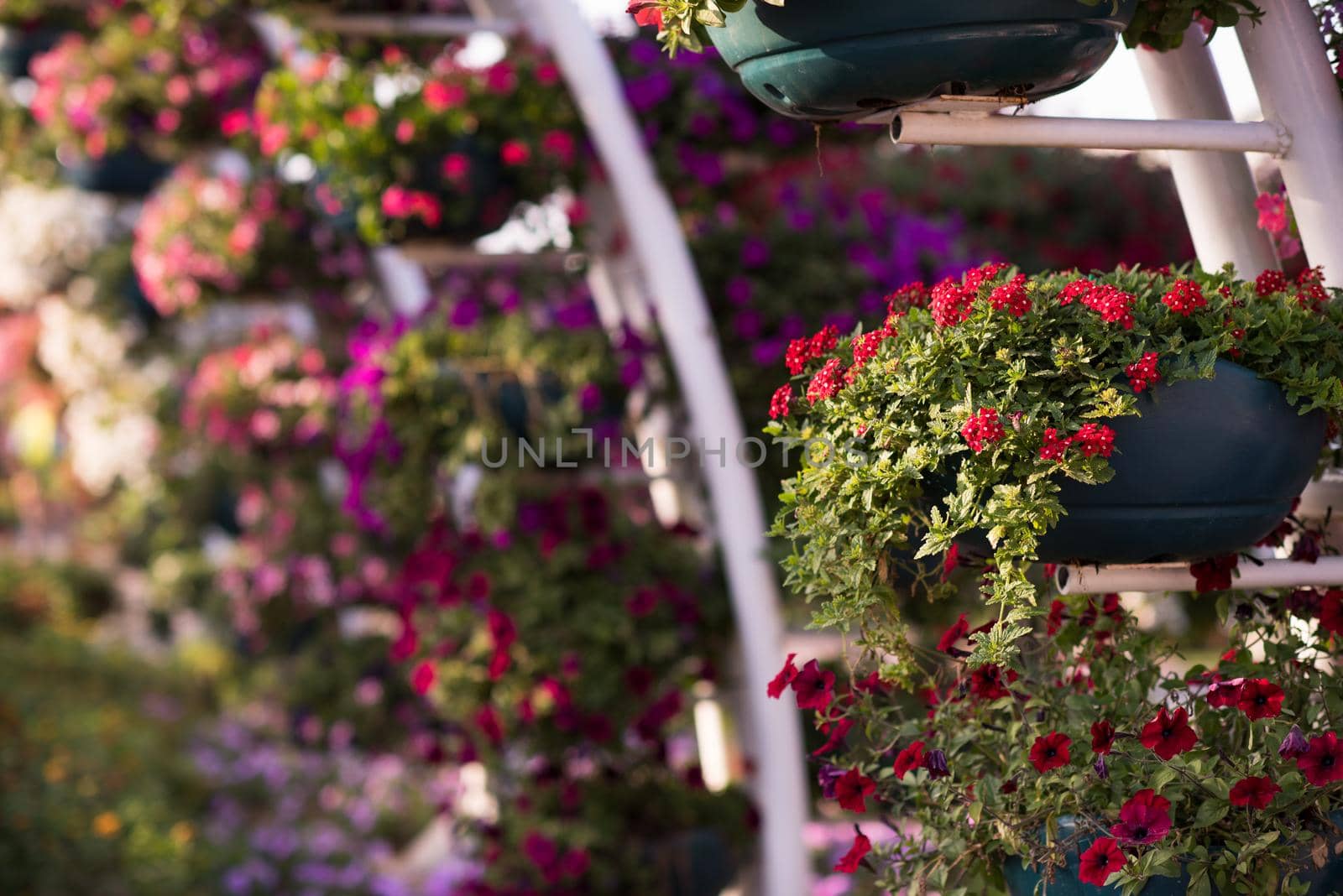 30 January 2017 Dubai miracle garden with over 45 million flowers in a sunny day