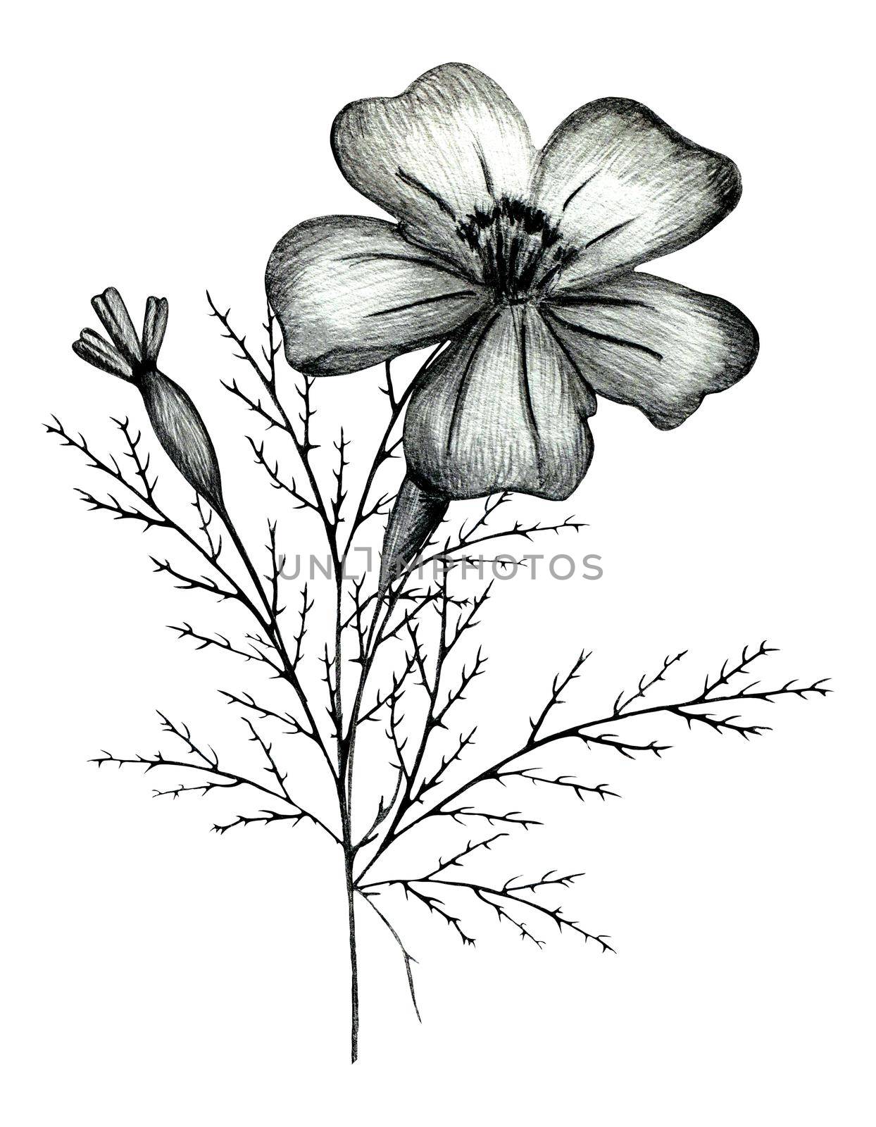 Black and White Hand Drawn Marigold Flower Composition Isolated on White Background. Marigold Flower Composition Drawn by Black Pencil.