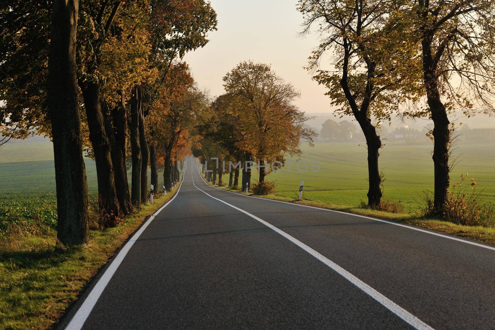 country road at autumn season with bright orange colors at morning sunrise