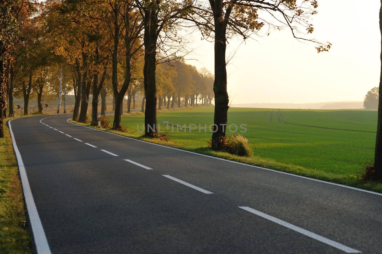 country road at autumn season with bright orange colors at morning sunrise