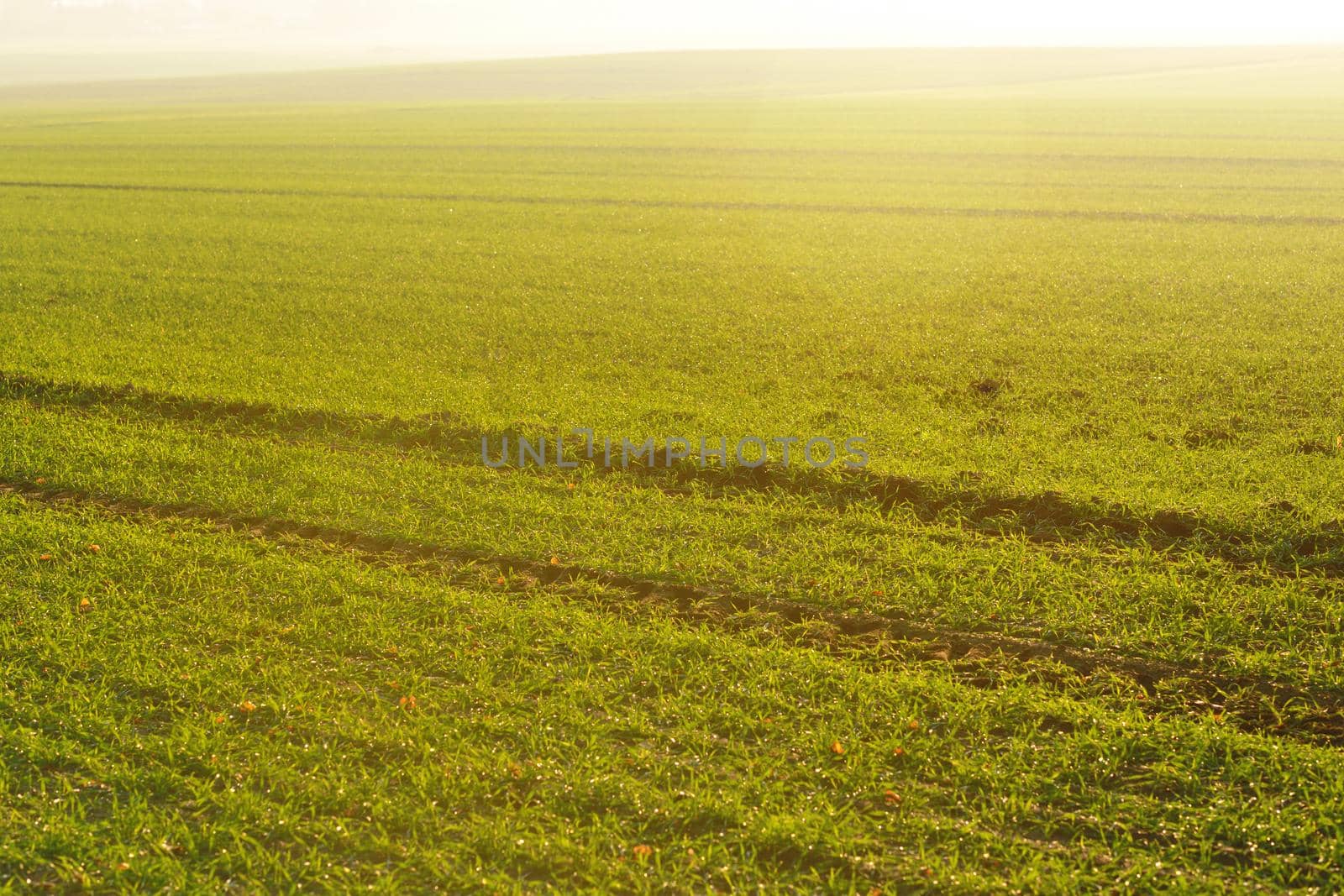 green grass on a background beautiful sunset in nature