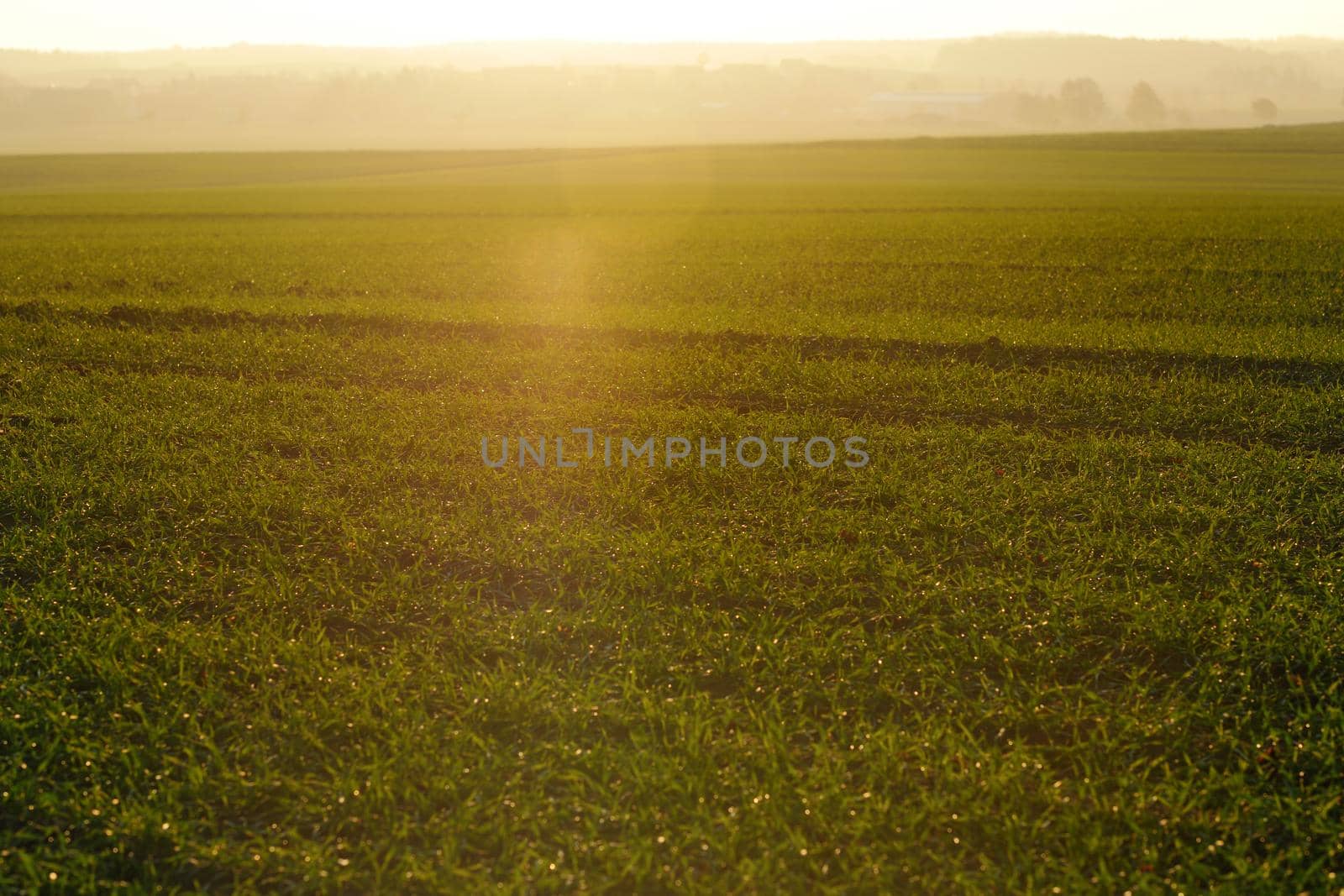 green grass on a background beautiful sunset in nature