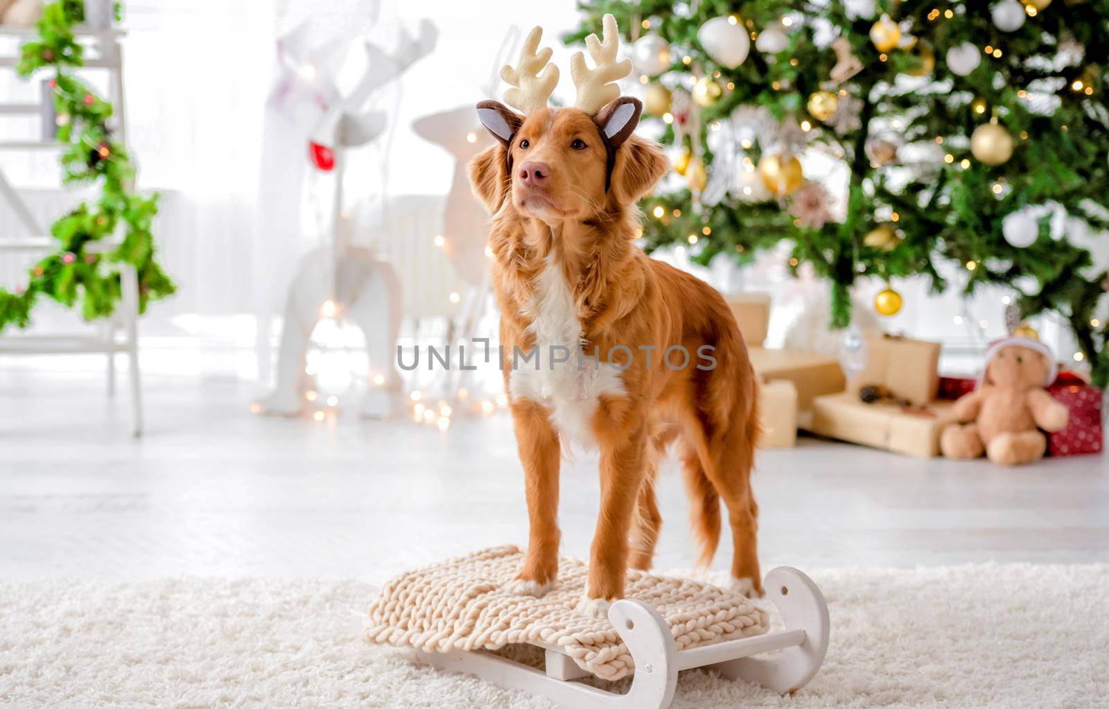 Toller retriever dog wearing deer horns in Christmas time looking at camera in decorated room with New Year festive tree. Doggy pet in Xmas home atmosphere