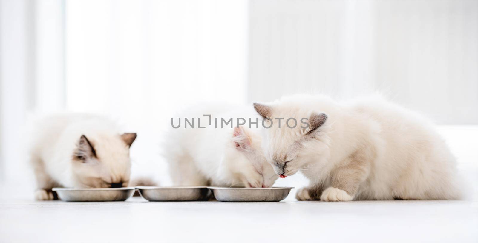 Three lovely fluffy white ragdoll cats sitting on the floor and eating feed from bowls in light room. Beautiful purebred feline pets outdoors with food together