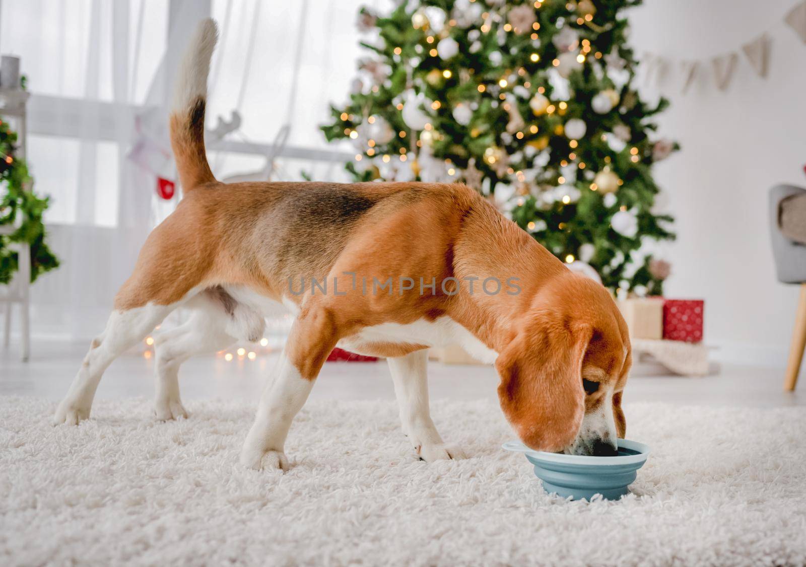 Beagle dog eats feed from bowl in Christmas time in cozy New Year home with festive tree and lights. Cute purebred doggie pet with food in Xmas