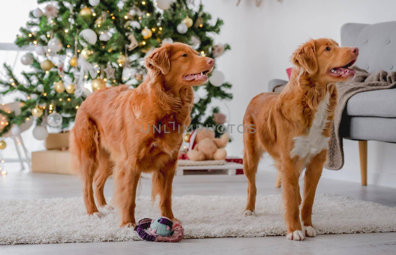 Two toller retriever dogs in Christmas time with toy at home with New Year festive decoration and tree lights. Playful doggy pets and magic Xmas atmosphere