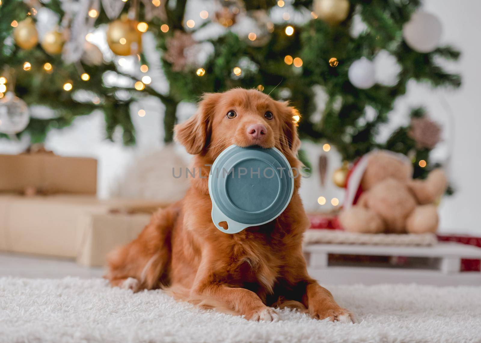 Toller retriever dog holding bowl in Christmas time in decorated New Year home with festive tree and lights. Purebred doggie pet hungry in Xmas room