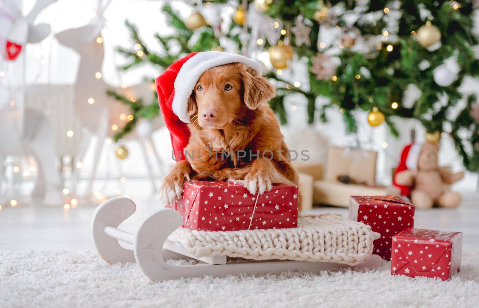 Toller retriever dog wearing Santa hat in Christmas time lying on sled at home with New Year festive decoration and gifts. Doggy pet and magic Xmas atmosphere