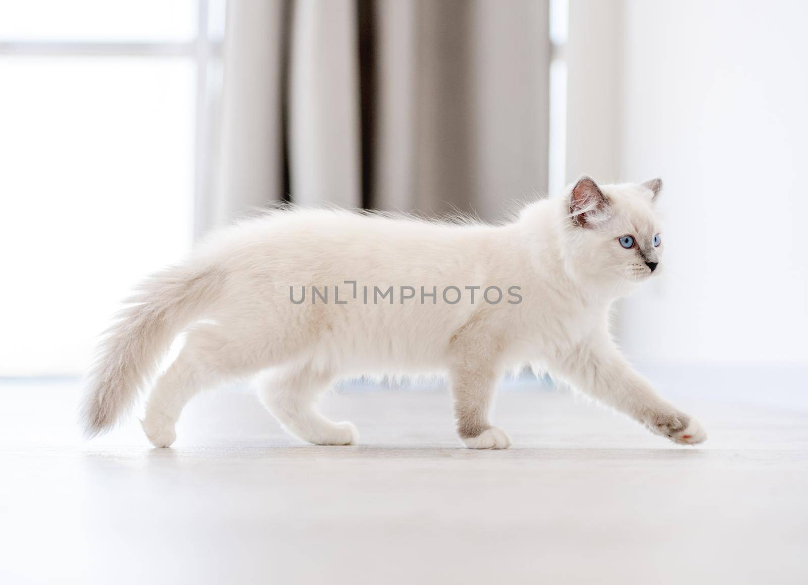 Lovely fluffy white ragdoll cat walking in light room and looking back with beautiful blue eyes. Adorable purebred feline pet outdoors