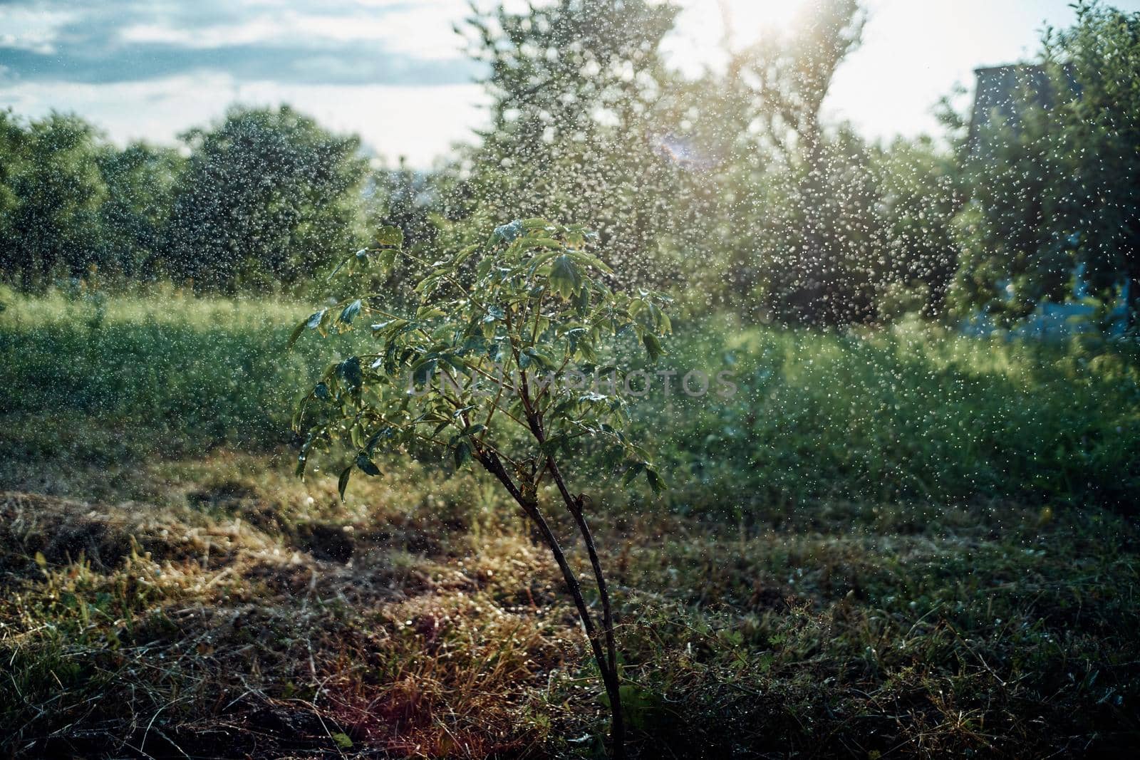 trees green leaves summer nature agriculture cultivation. High quality photo