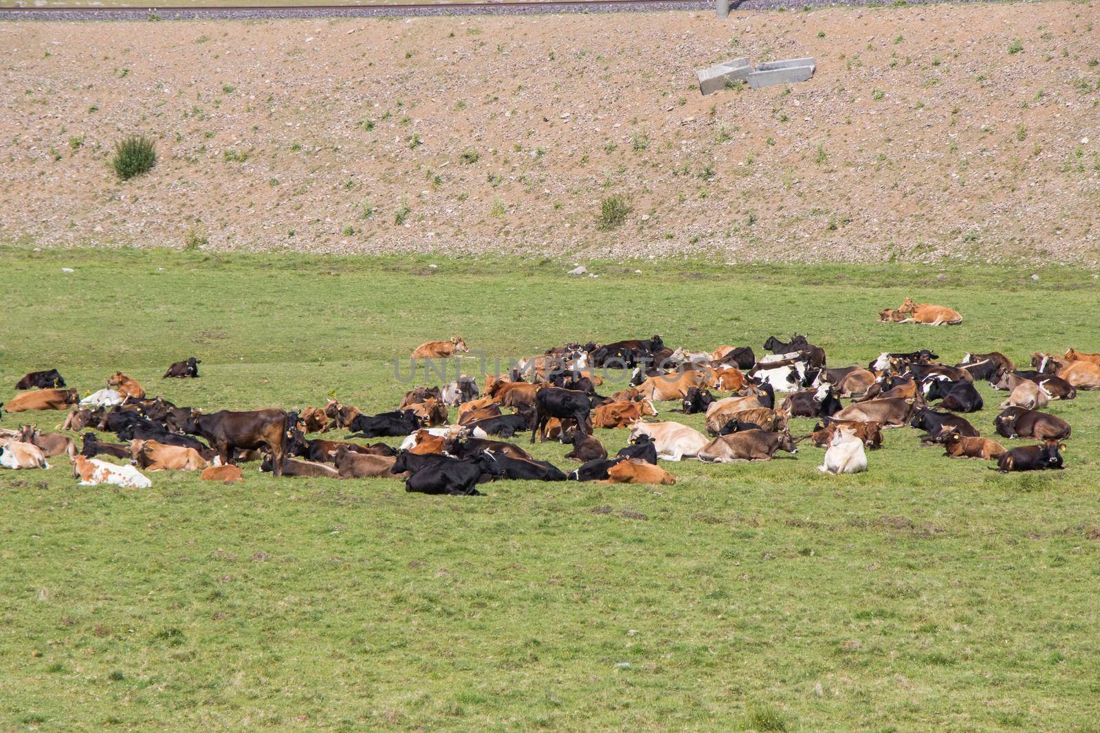 Cows on the field in Georgia, large group of cows